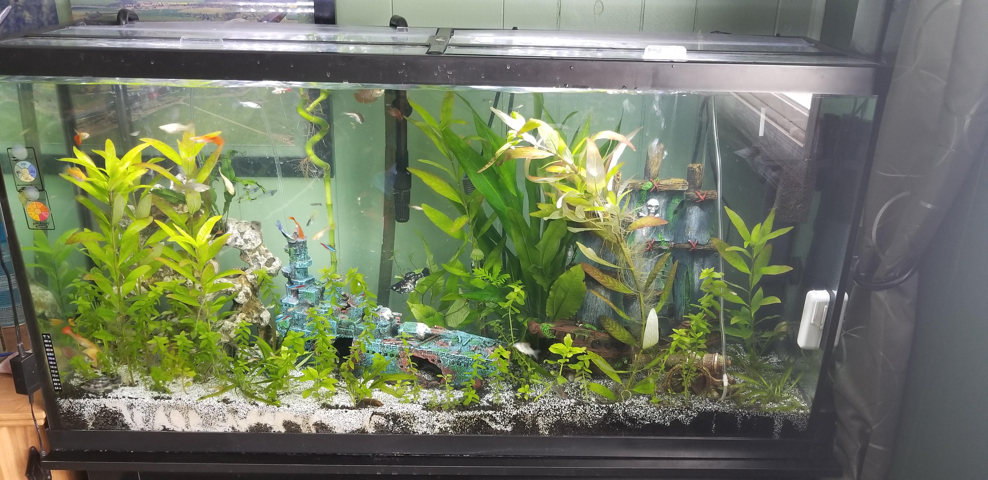 Finally removed the last fake plant r/PlantedTank