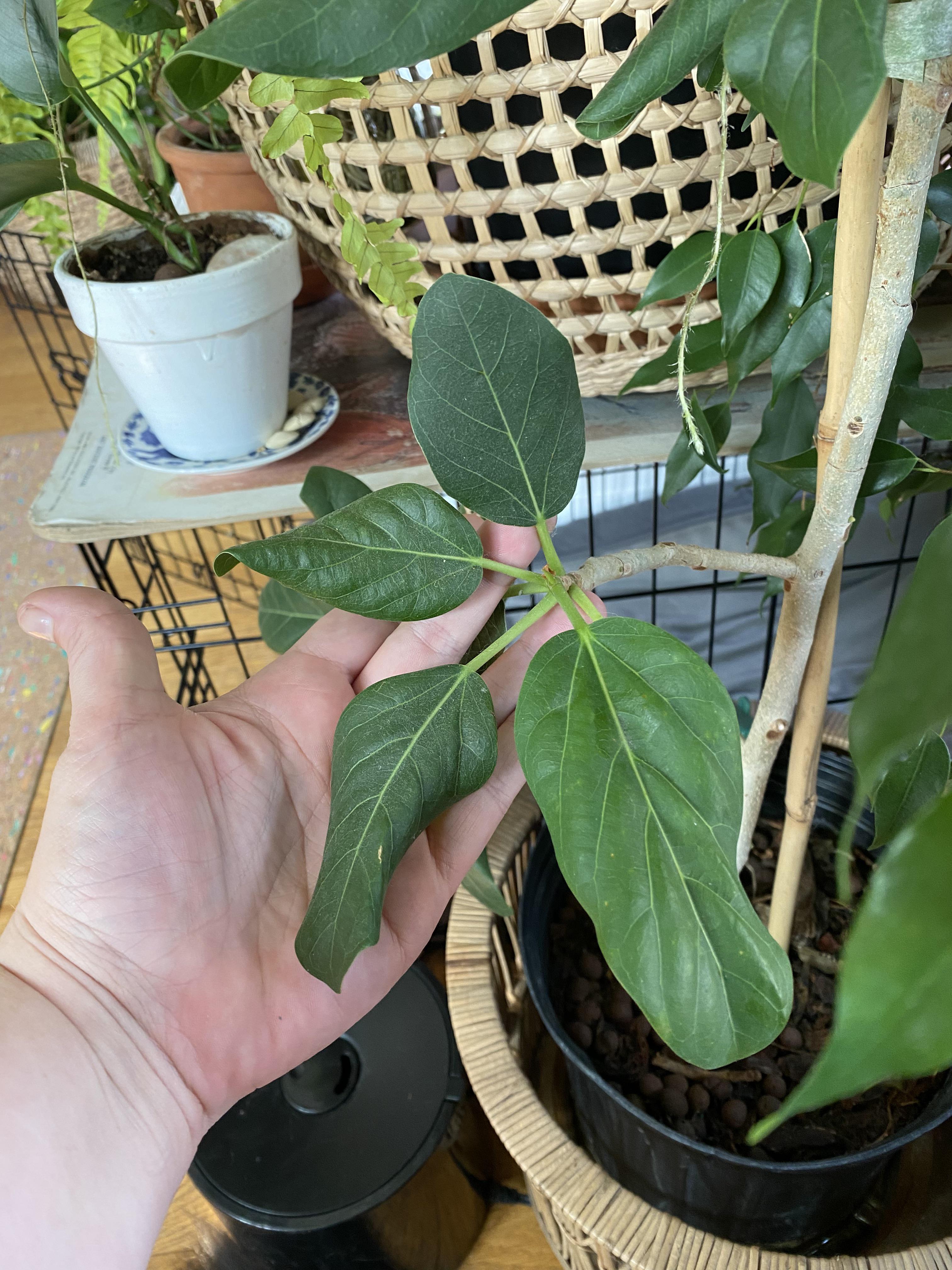 Anyone know why this Ficus Audrey’s new leaves sometimes curl