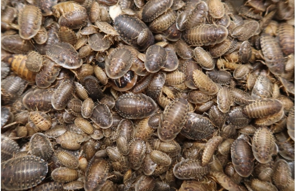 Let's talk about live feeder insects and the best online vendors to