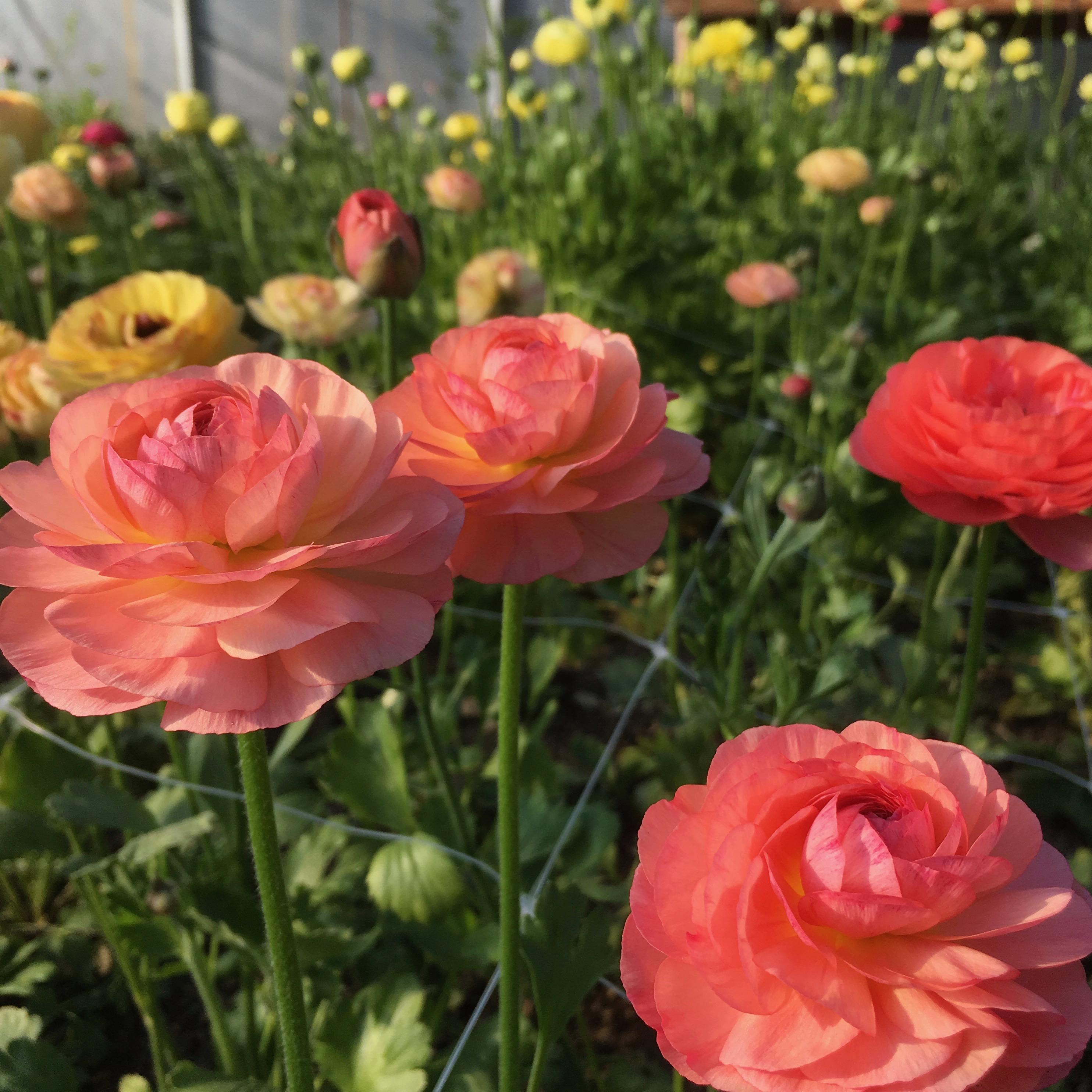 My favourite Spring Flower, Ranunculus. r/flowers