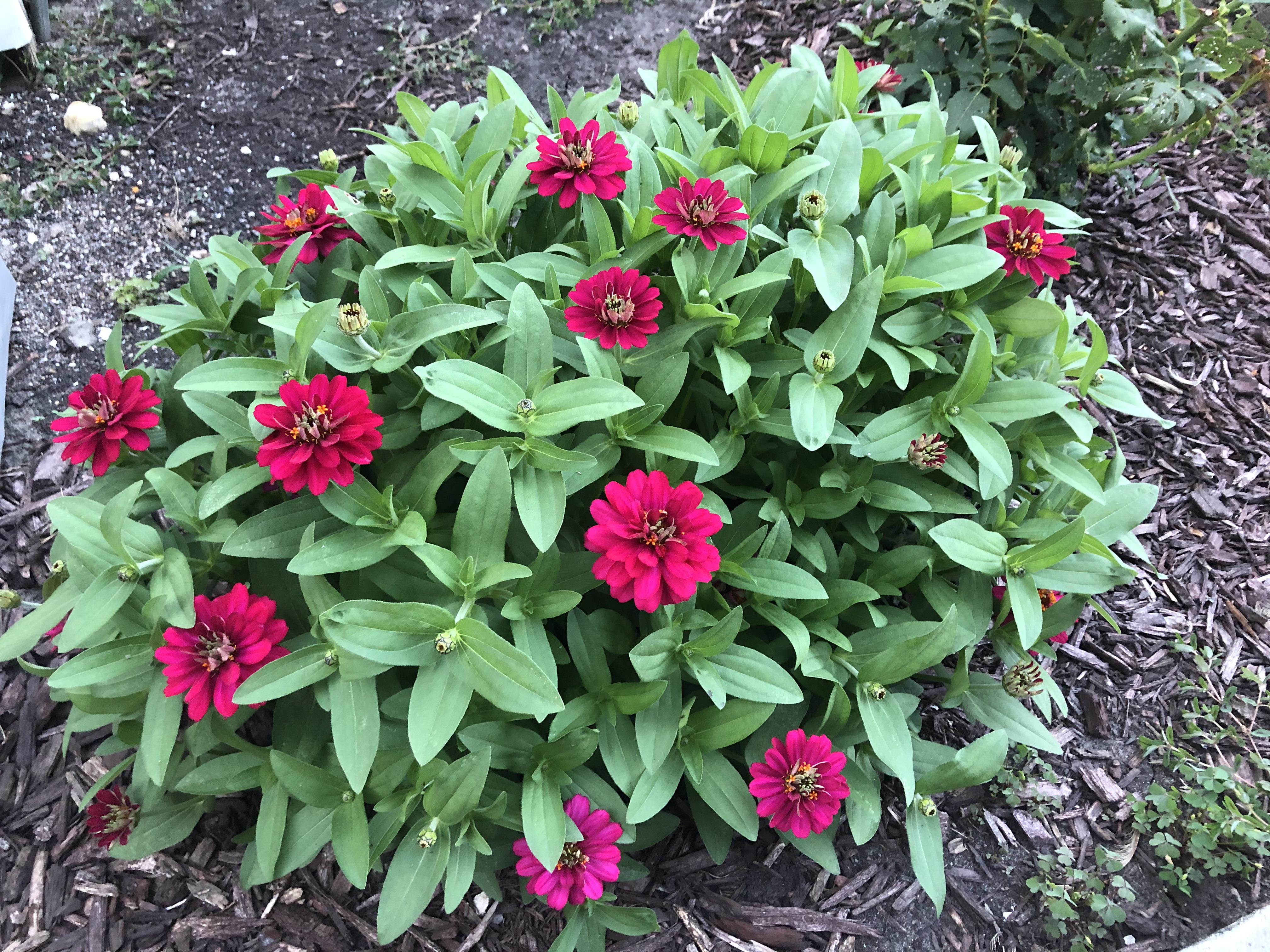 After a long fought battle, my zinnias are finally taking off! r