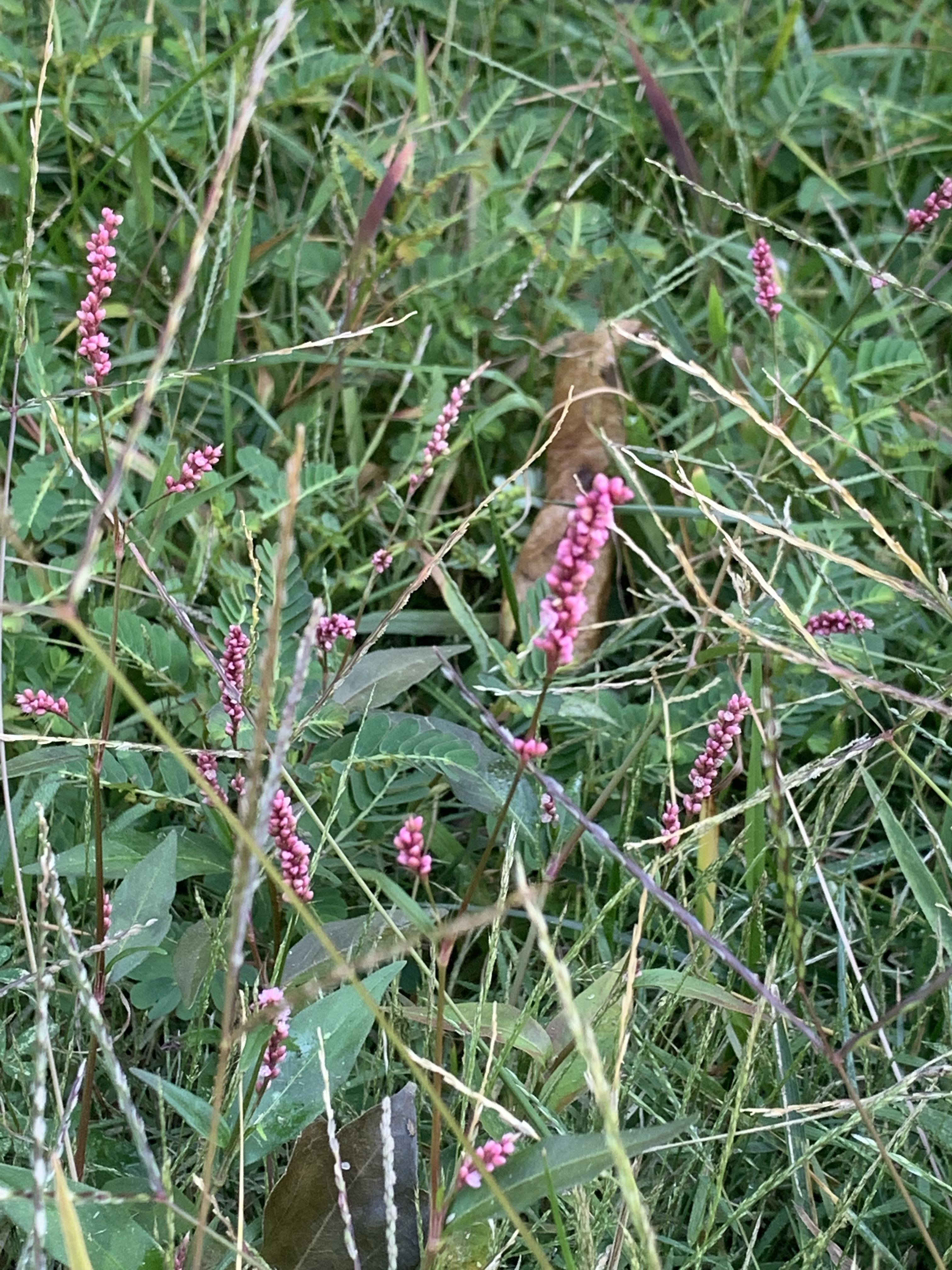 What is this and why does my dog love it so much? r/gardening