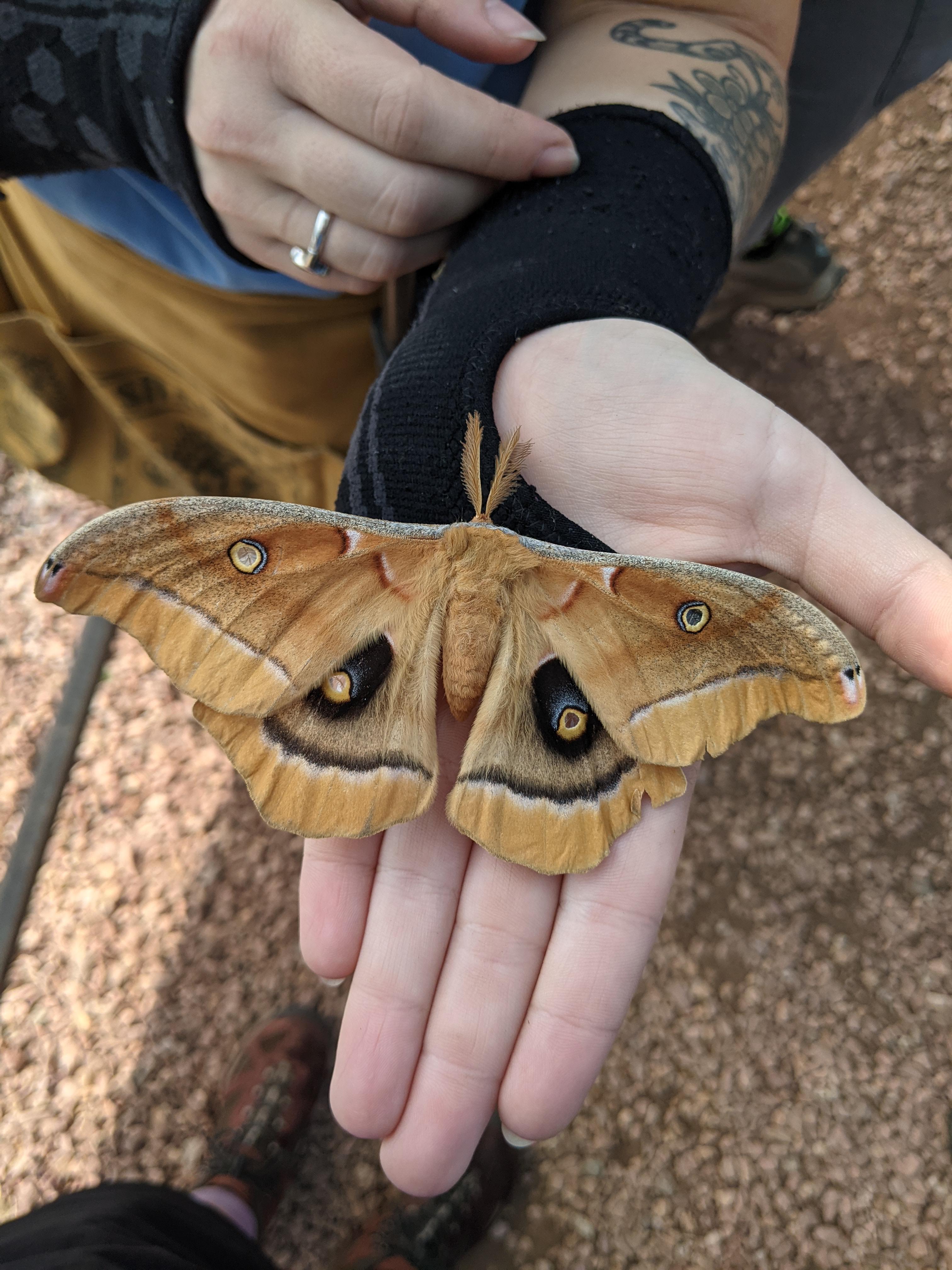 Luna moth female. So close to emerging, you can see her wing patterning