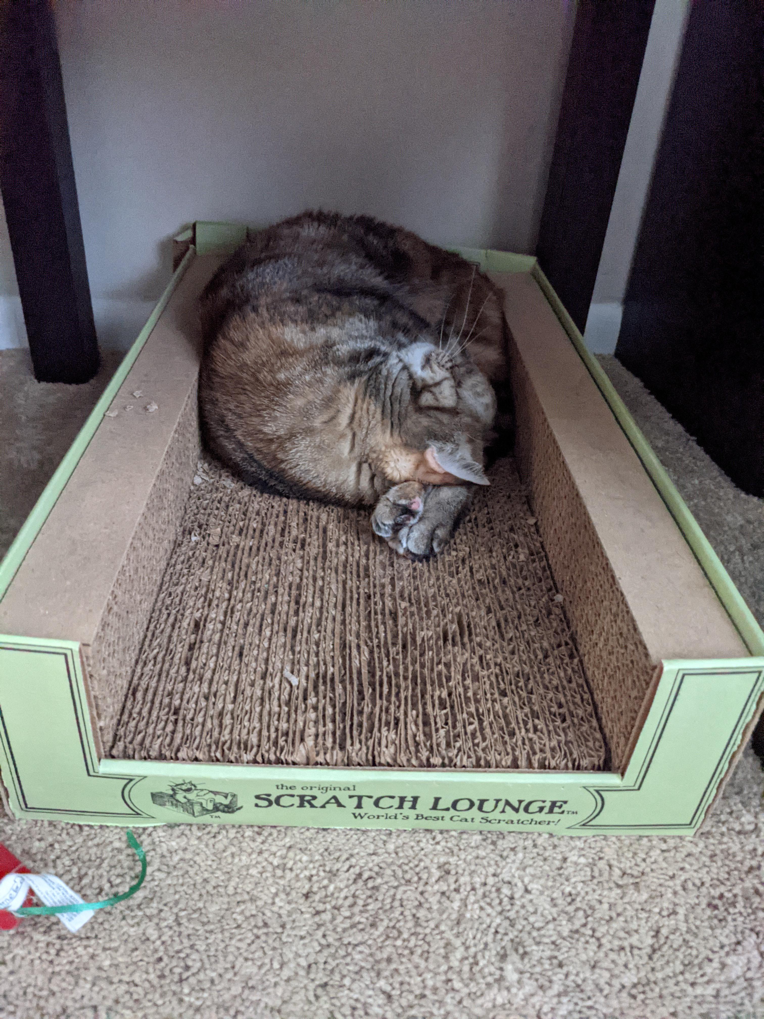 Have you ever used your own feet as a pillow? r/cats