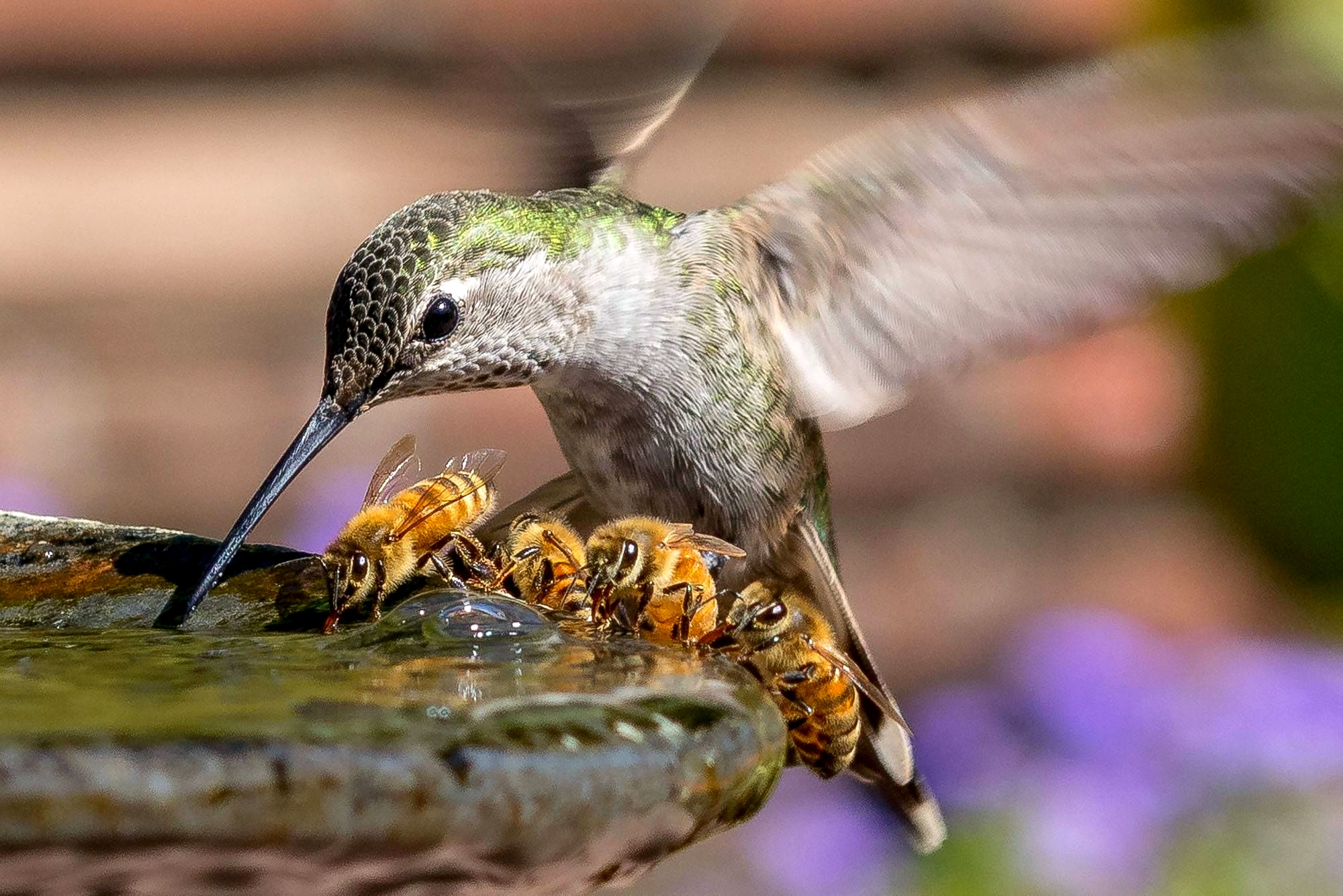 A hummingbird and four little bees drinking together like a happy