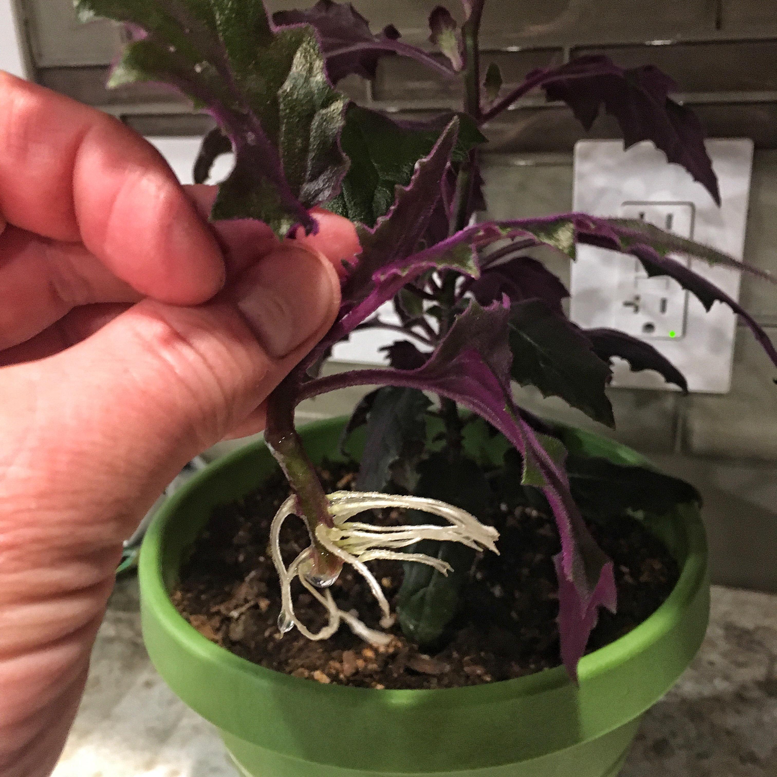 Purple Passion propagation r/plants