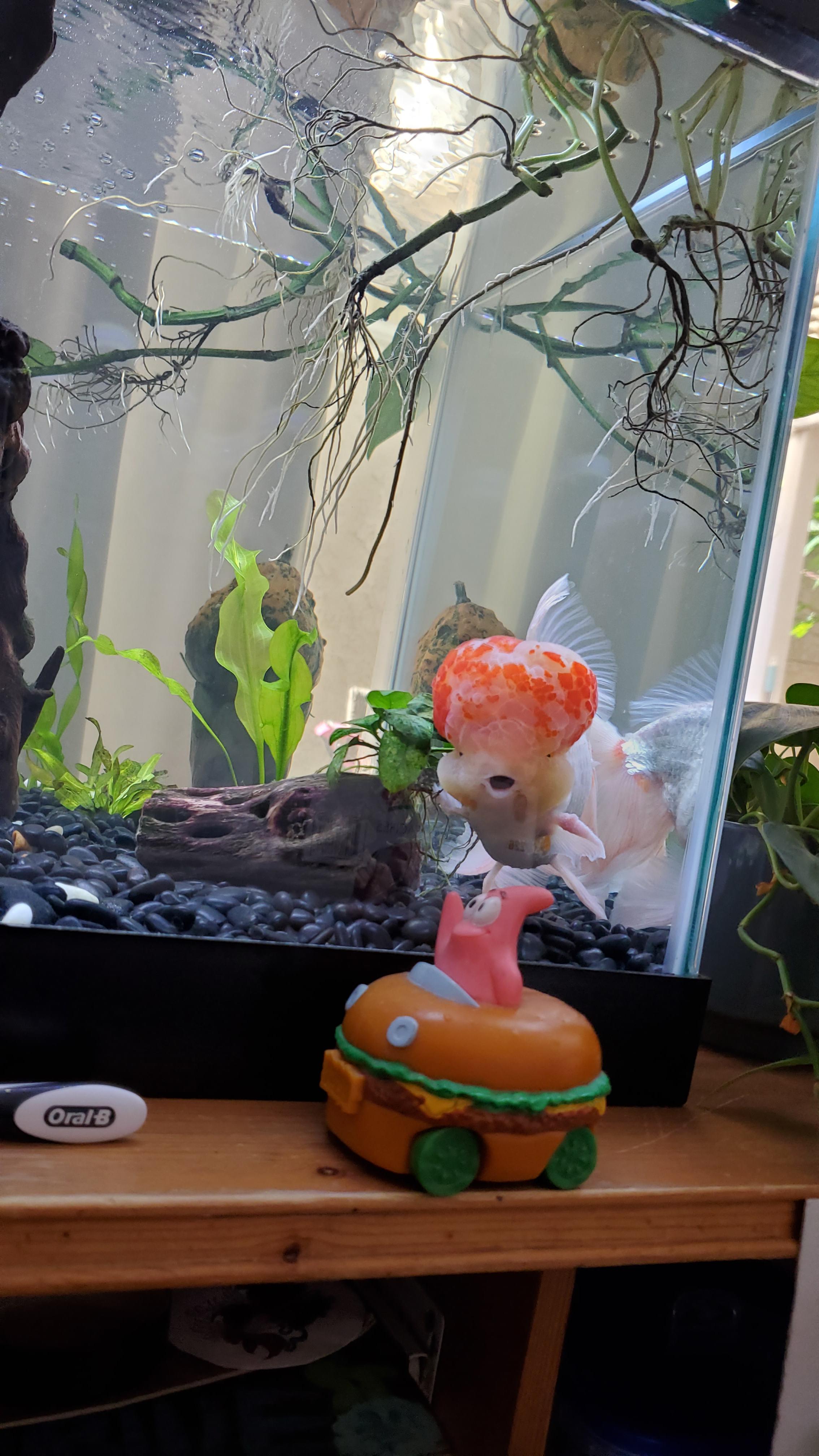 Patrick would like to know what's the best freshwater aquarium bacteria