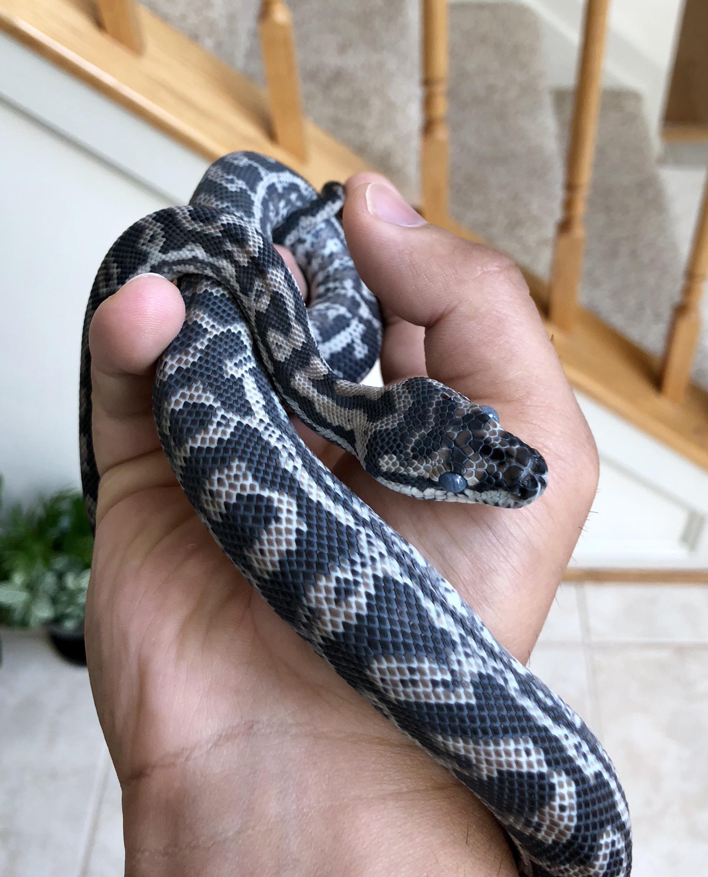 carpet shed r/snakes