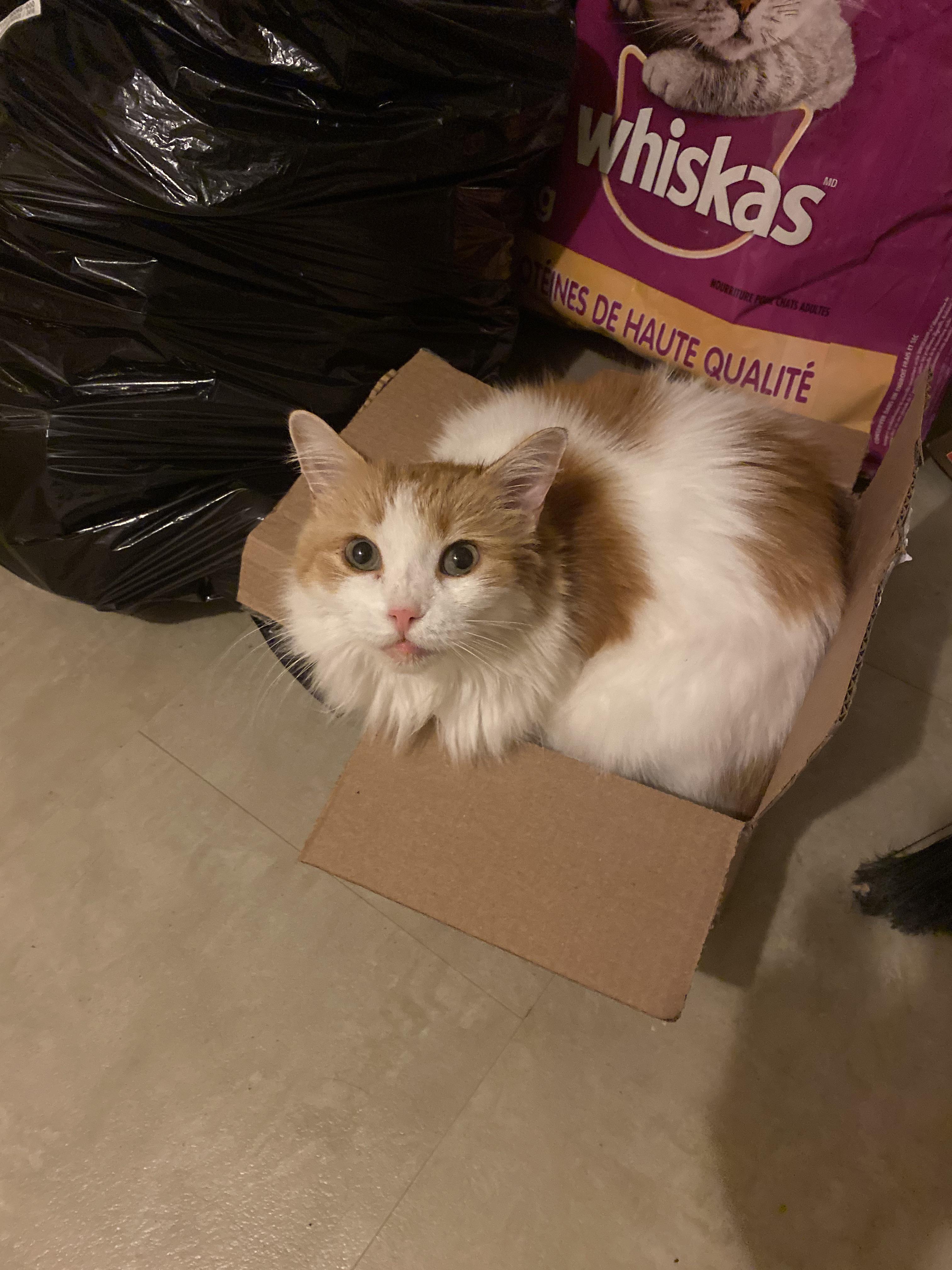 Human brought me home a new bed but put it next to the garbage. How can