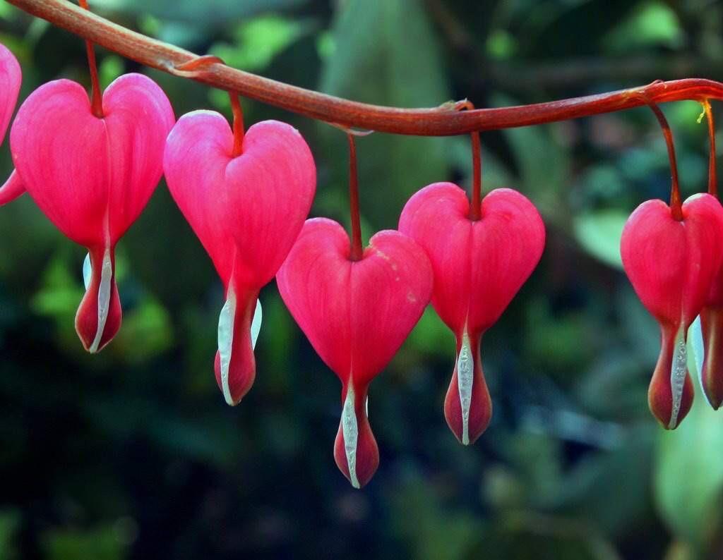 Are Bleeding Hearts Poisonous To Dogs
