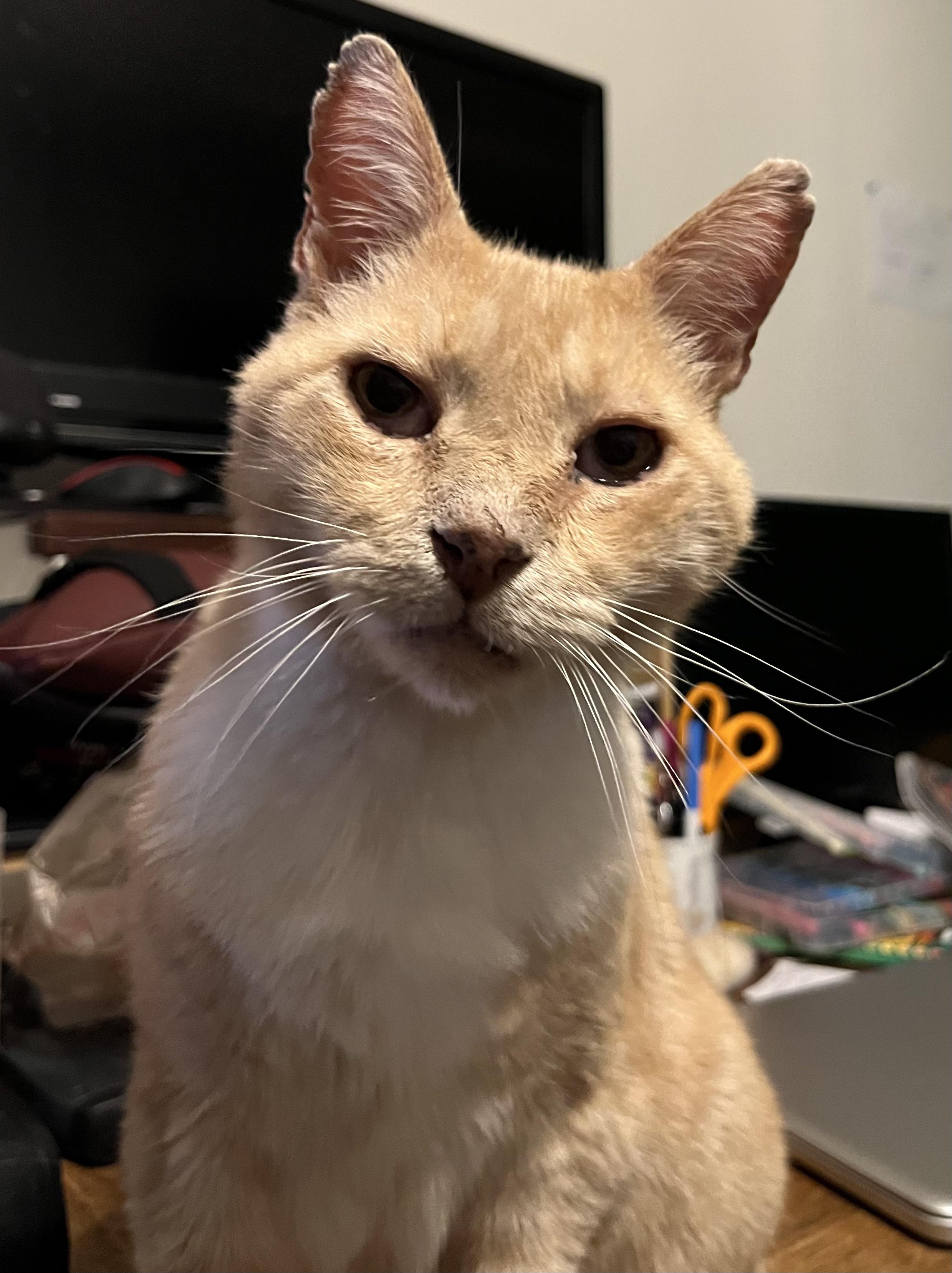 General Idjit, Commander of the Queens Guard. He raises foster kittens