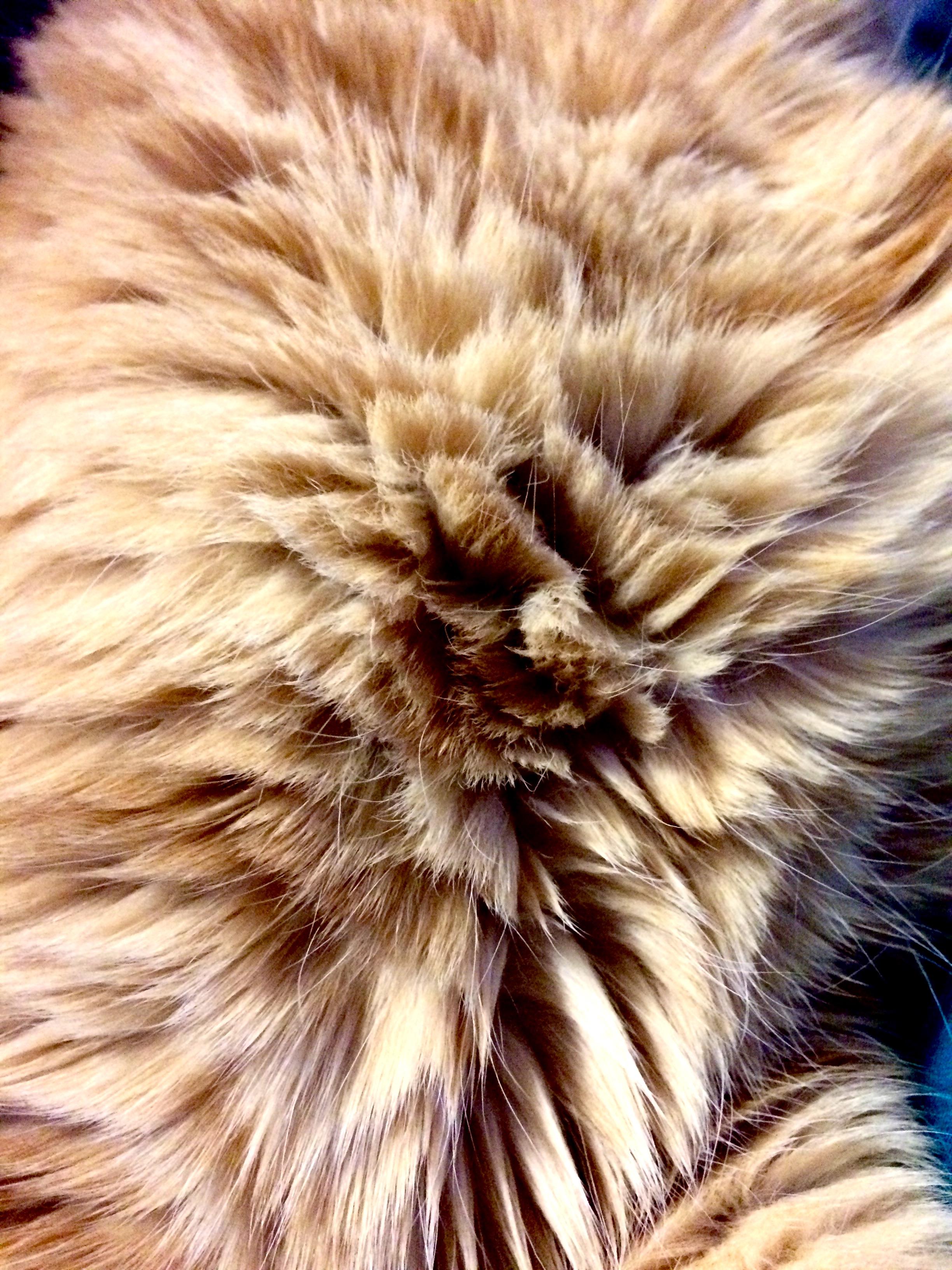 Cat Chest Hair Patterns Are My Favorite r/pics