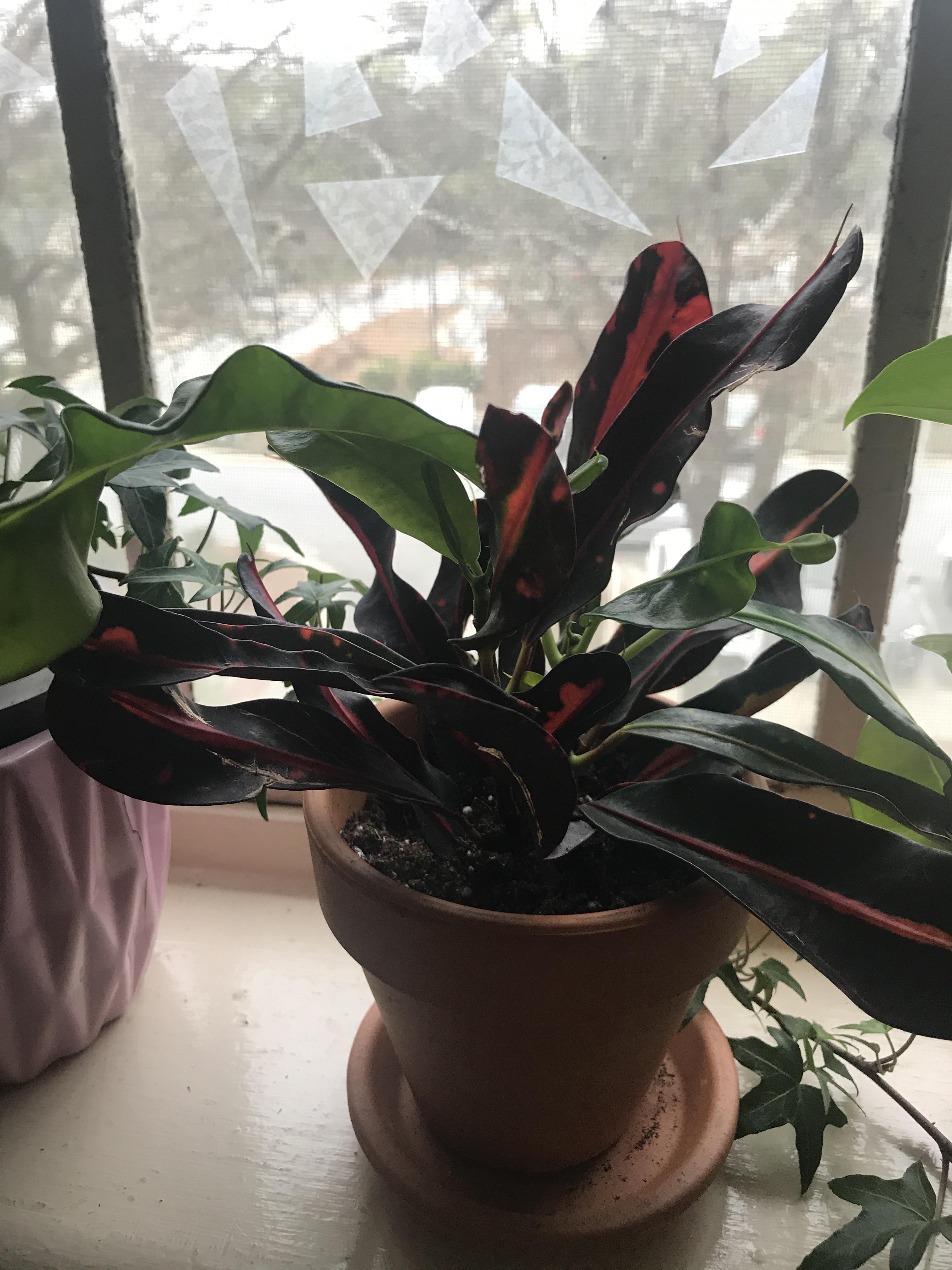 Why is my Mammy Croton wilting? The darker leaves are drooping and so