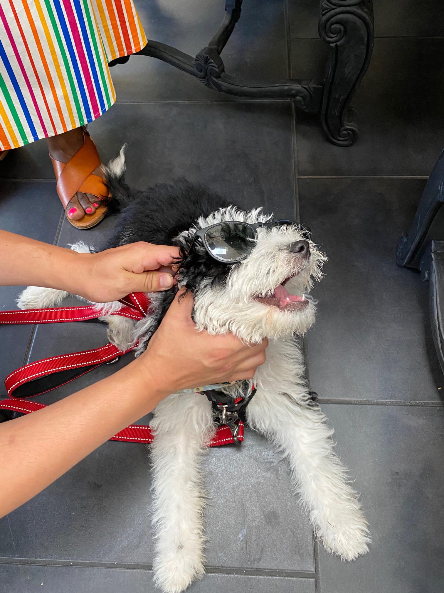 I hate baths Sheepadoodles