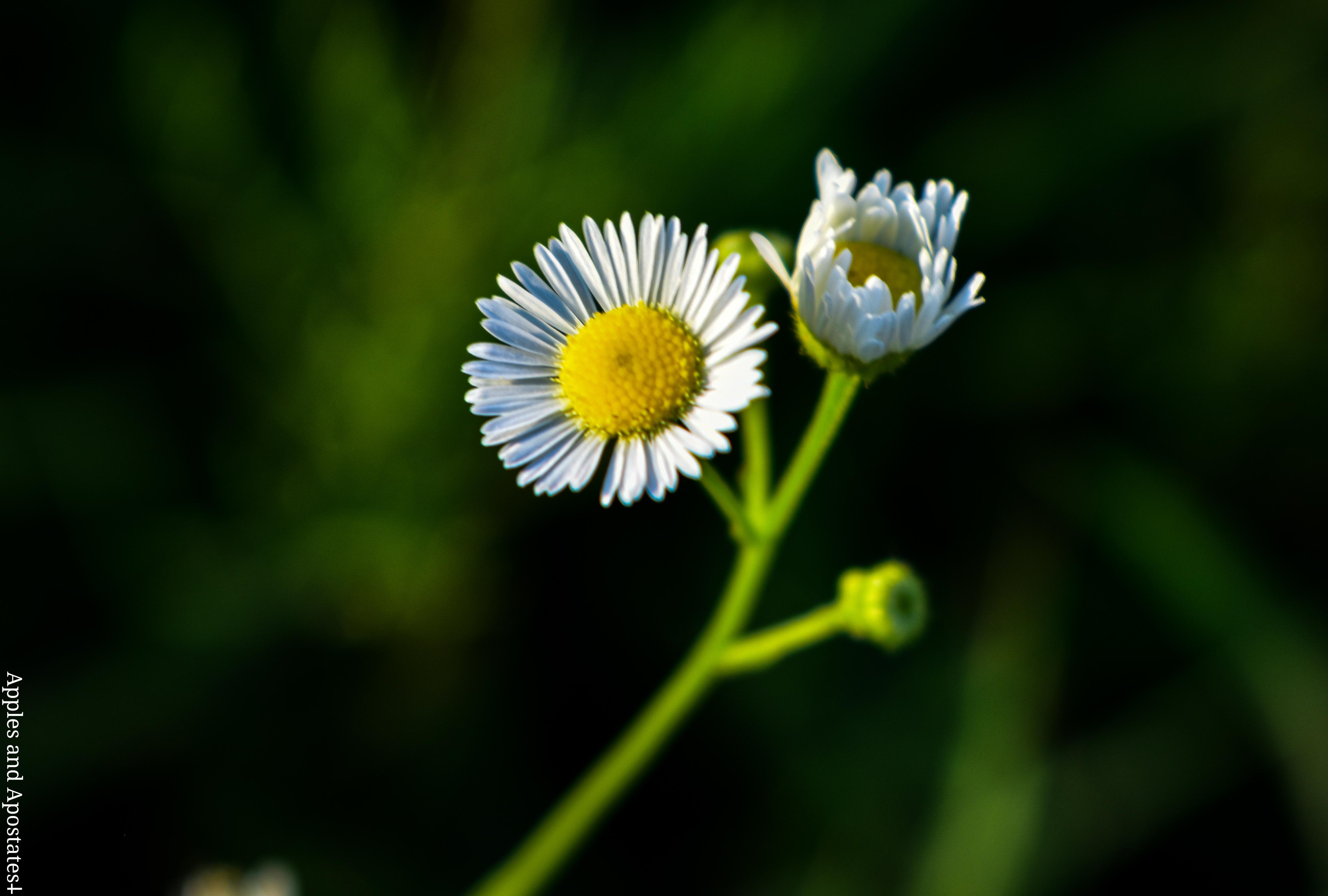 Daisies in East Texas. r/pics