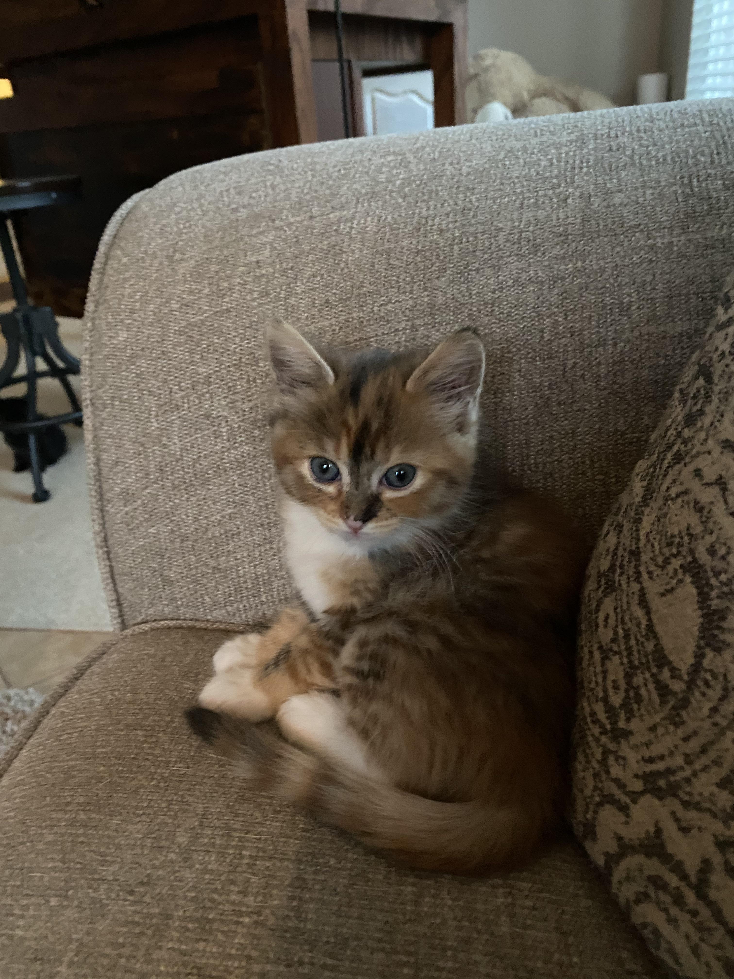 Miss CeCe is going to her forever home tomorrow! r/torties