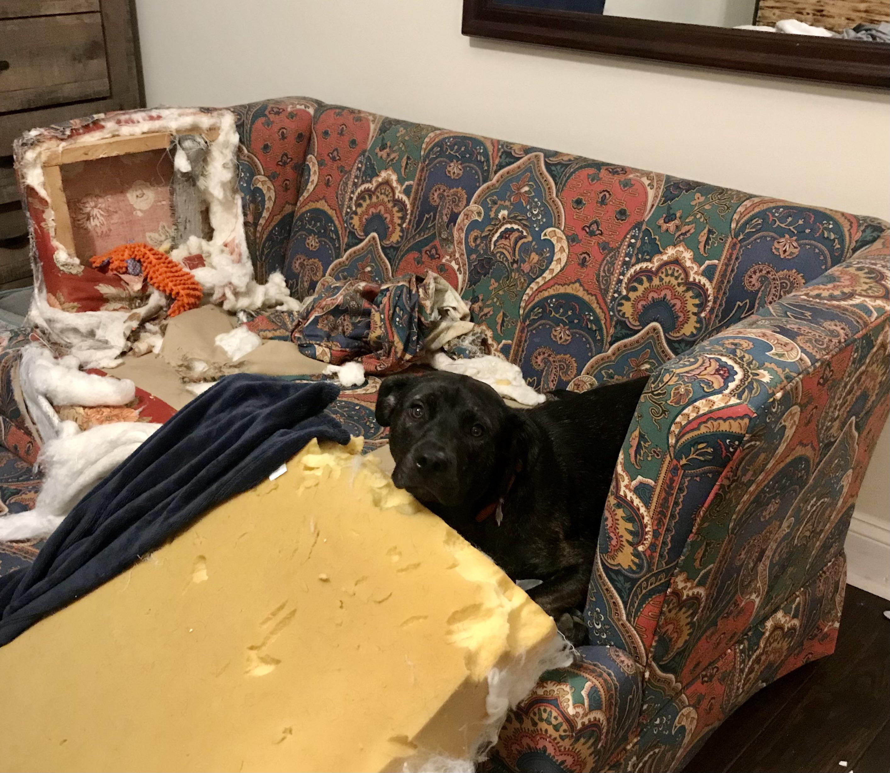 Daisy “I wasn’t doing anything, please believe me!” GuiltyDogs