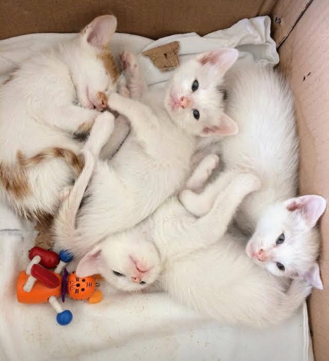 The Turkish Van kitten r/cat