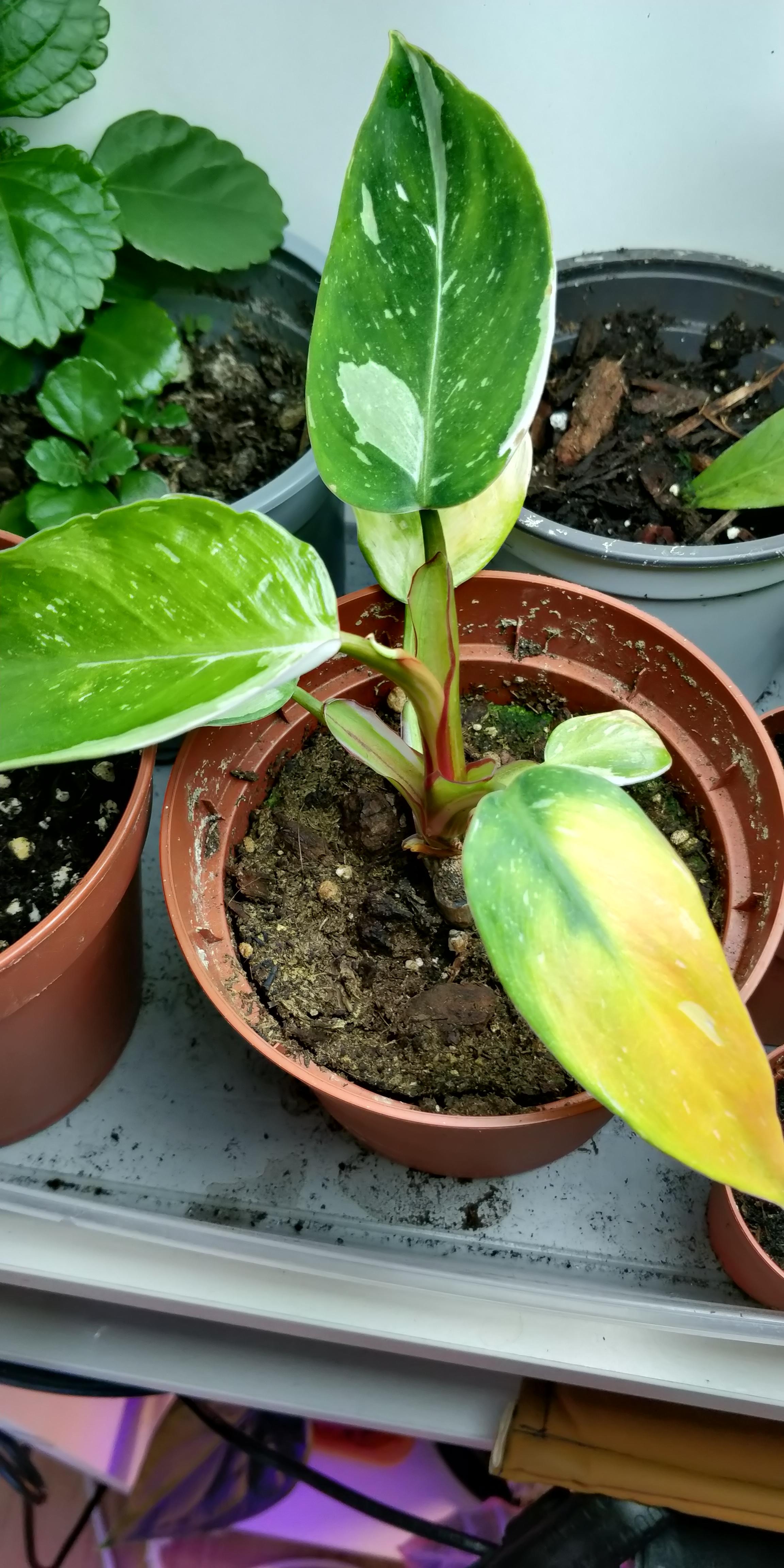 Pink Princess Leaves Yellowing at Paul Matthews blog