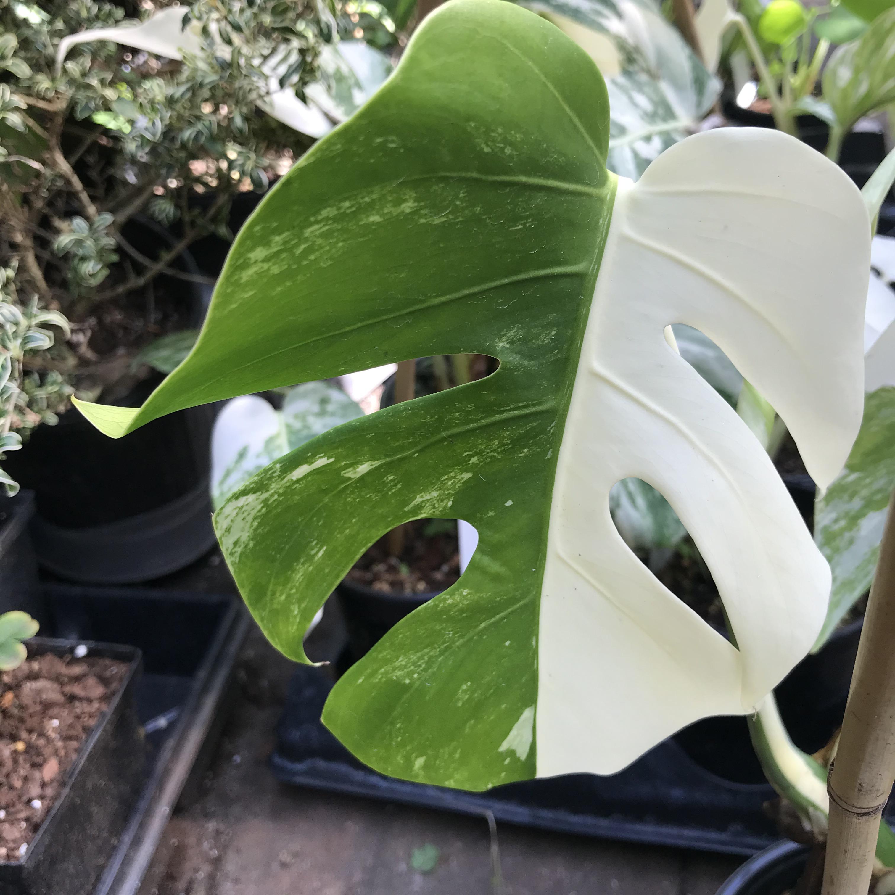 Monstera Monday! A halfmoon albo leaf! Aroids