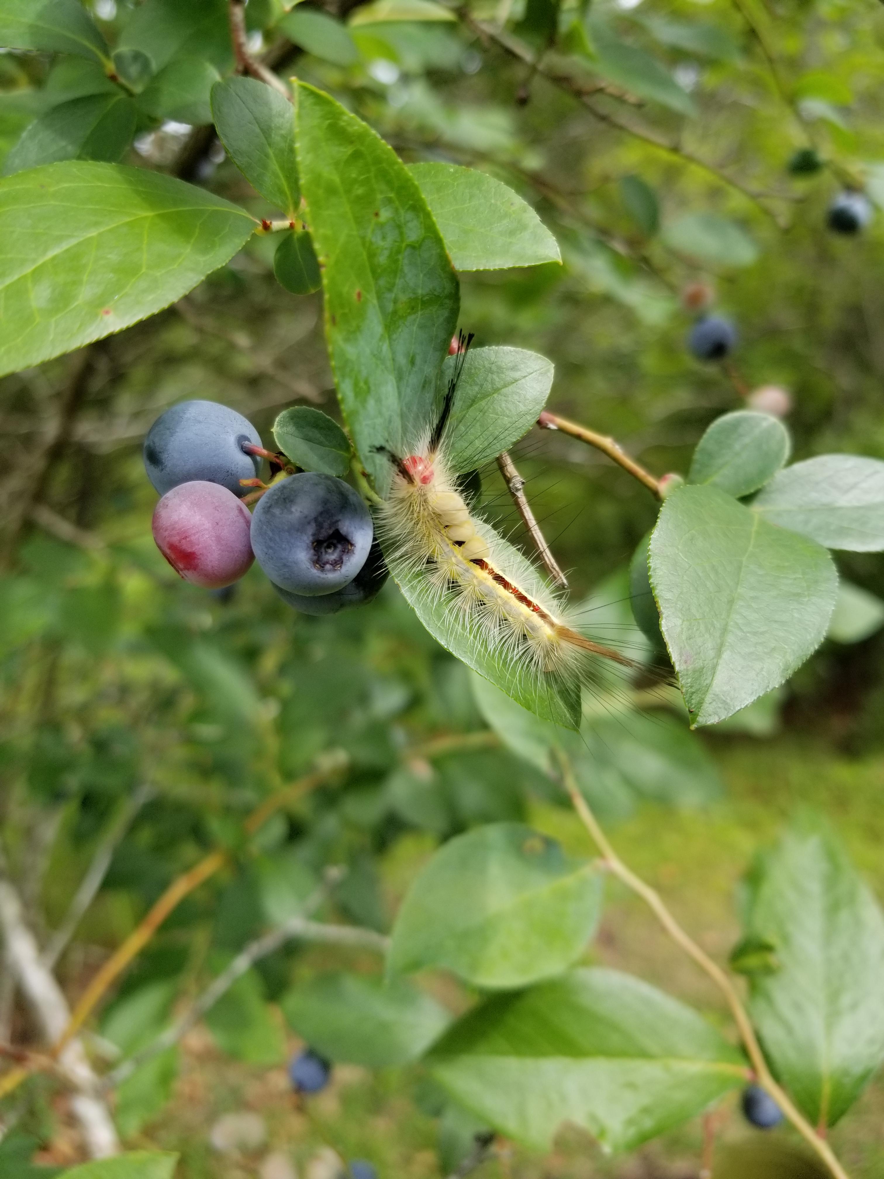 Found this caterpillar while picking blueberries in South Mississippi
