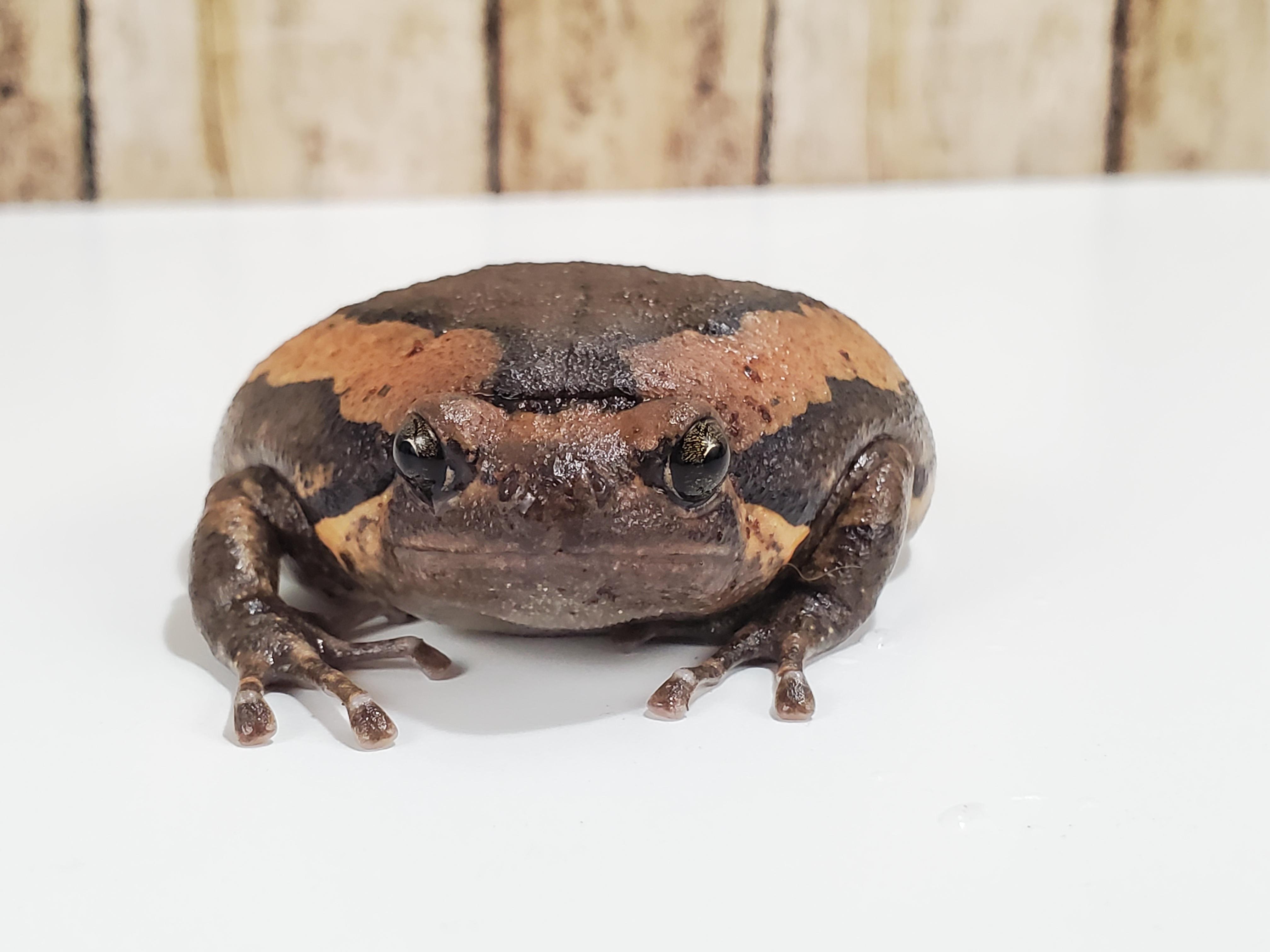 Can frogs eat Dubia roaches? frogs