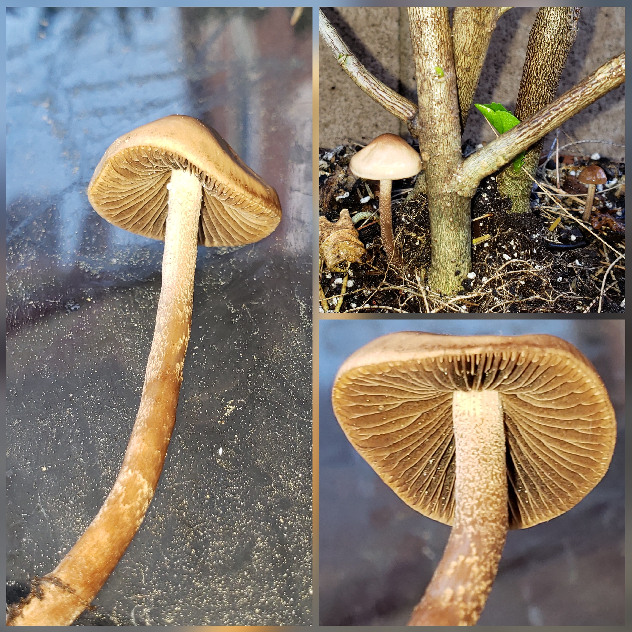 Can anyone ID? Spotted this while my friend was watering his garden