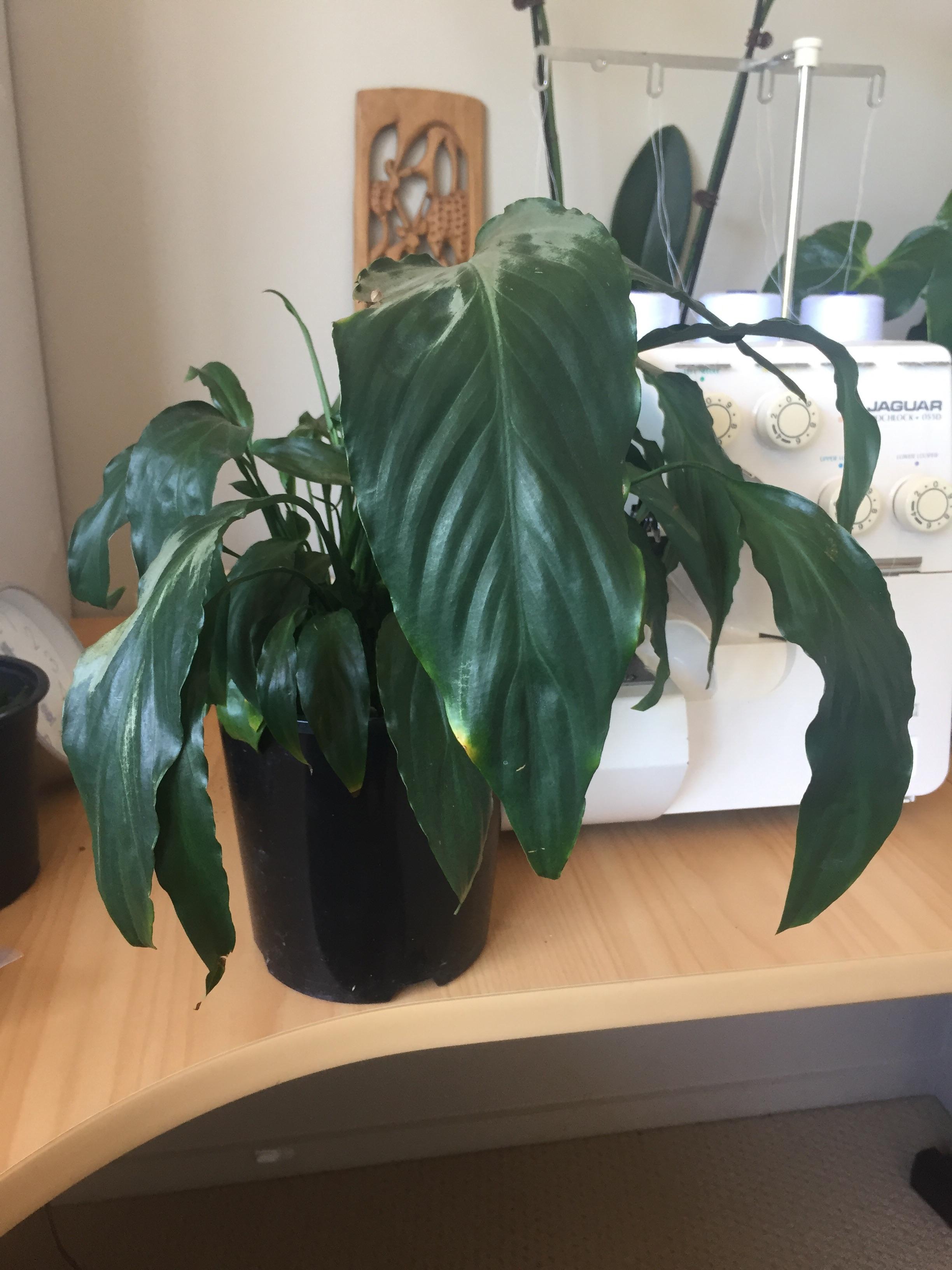 Peace lily drooping even after watering. Help? r/houseplants