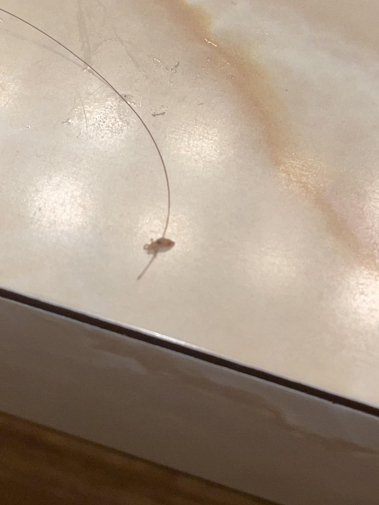 Is this a louse? Pulled it out of my hair. But there is no signs or any