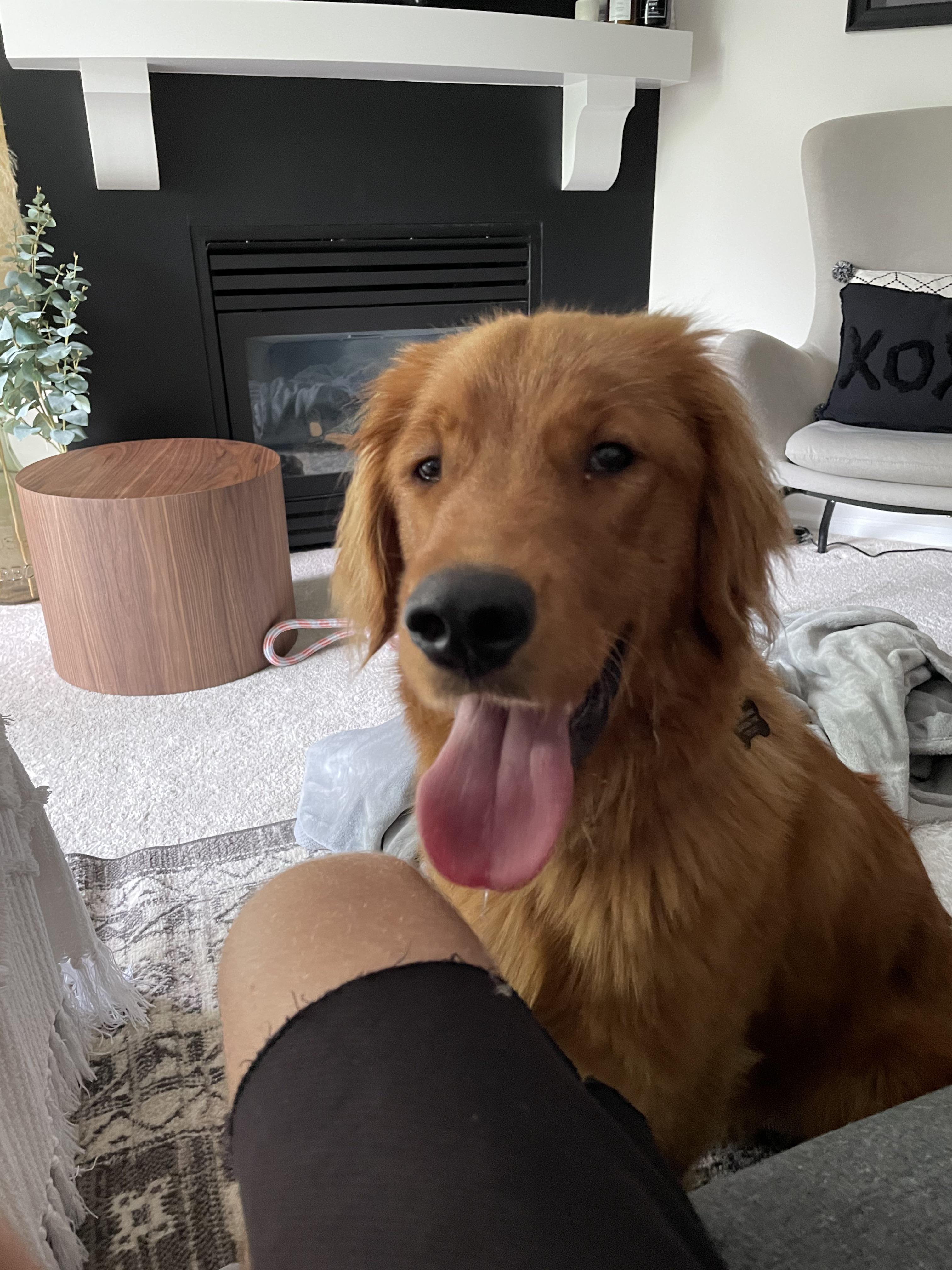 Hi I’m Finn! Also I have kennel cough….. r/goldenretrievers