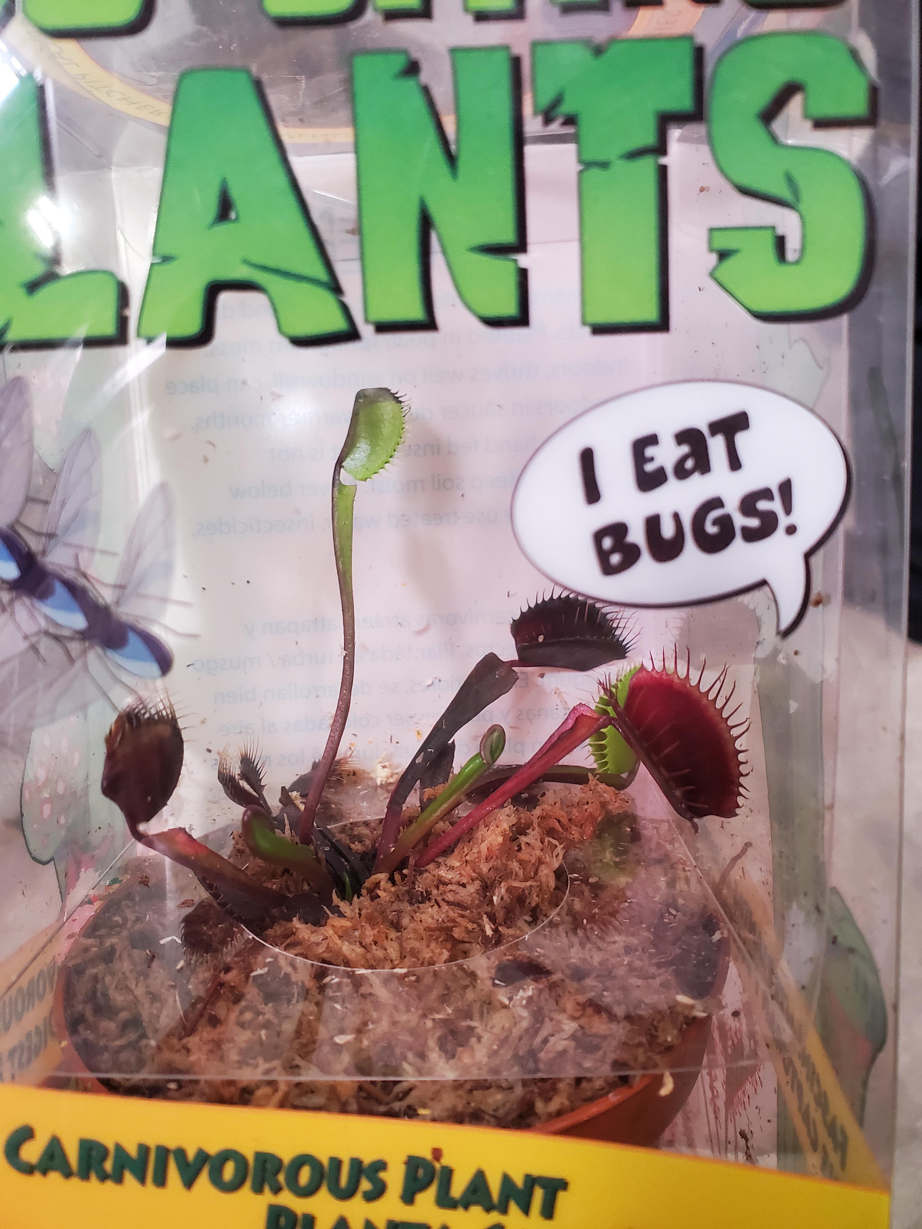 I found this venus fly trap at Lowes today. Does anyone know what kind
