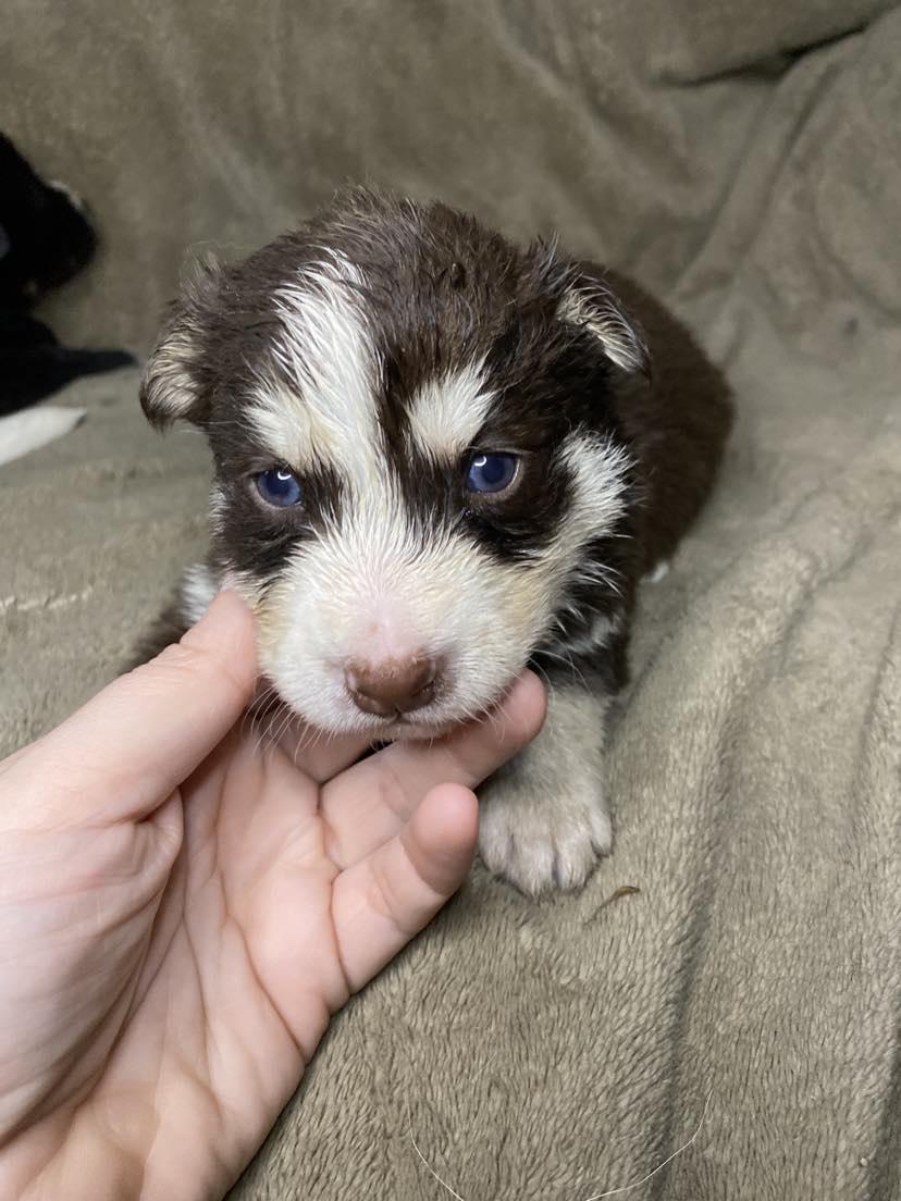 Meet Roger! (Located At Mount Shepherd Farms, Asheboro, North Carolina) contact foster family