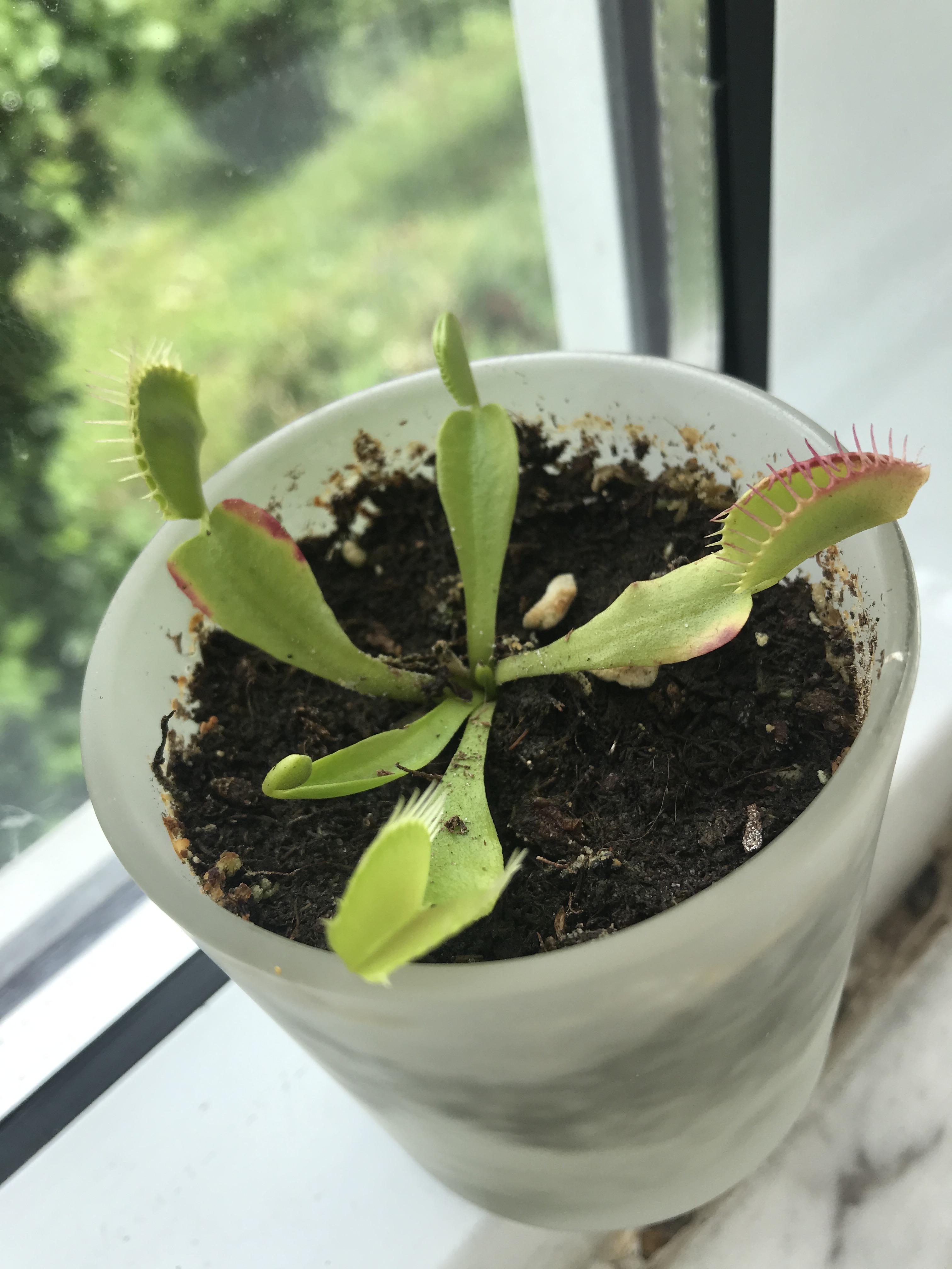 Youngest plant is developing red spots? She gets a lot of sun and