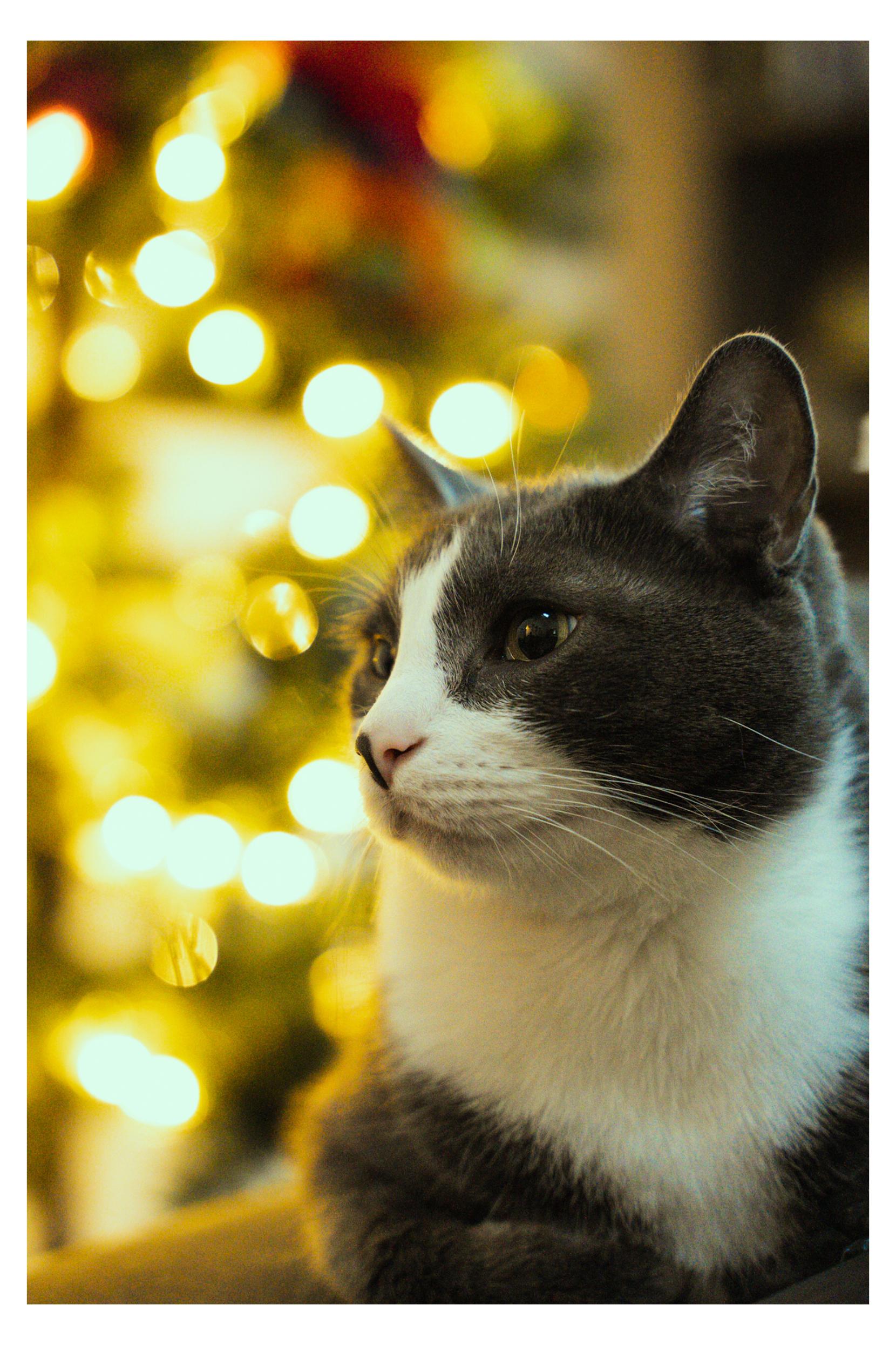 My Cat, Charlie r/pics