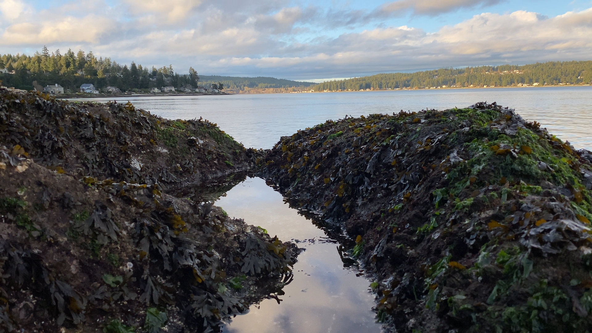 Enjoyed exploring the tide pools at Manchester State Park near Port