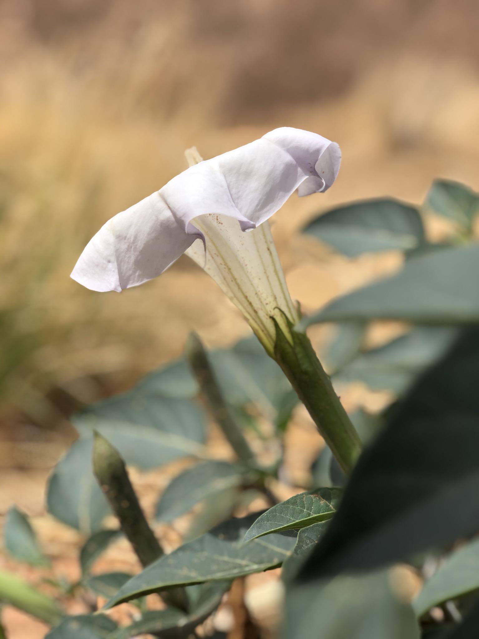 Saw this in Zion National Park r/flowers