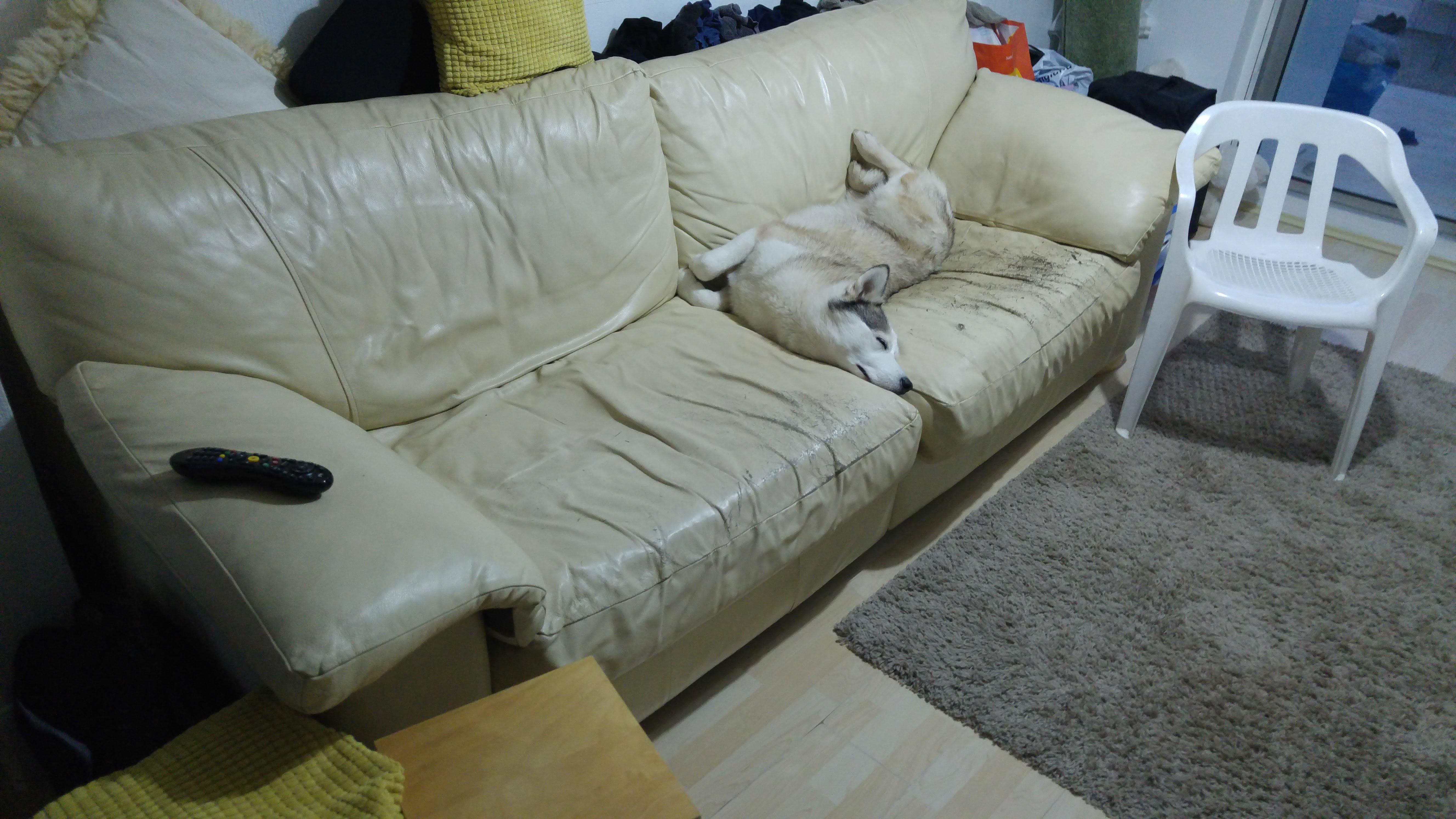 She's not allowed on our side of the sofa r/HuskyTantrums