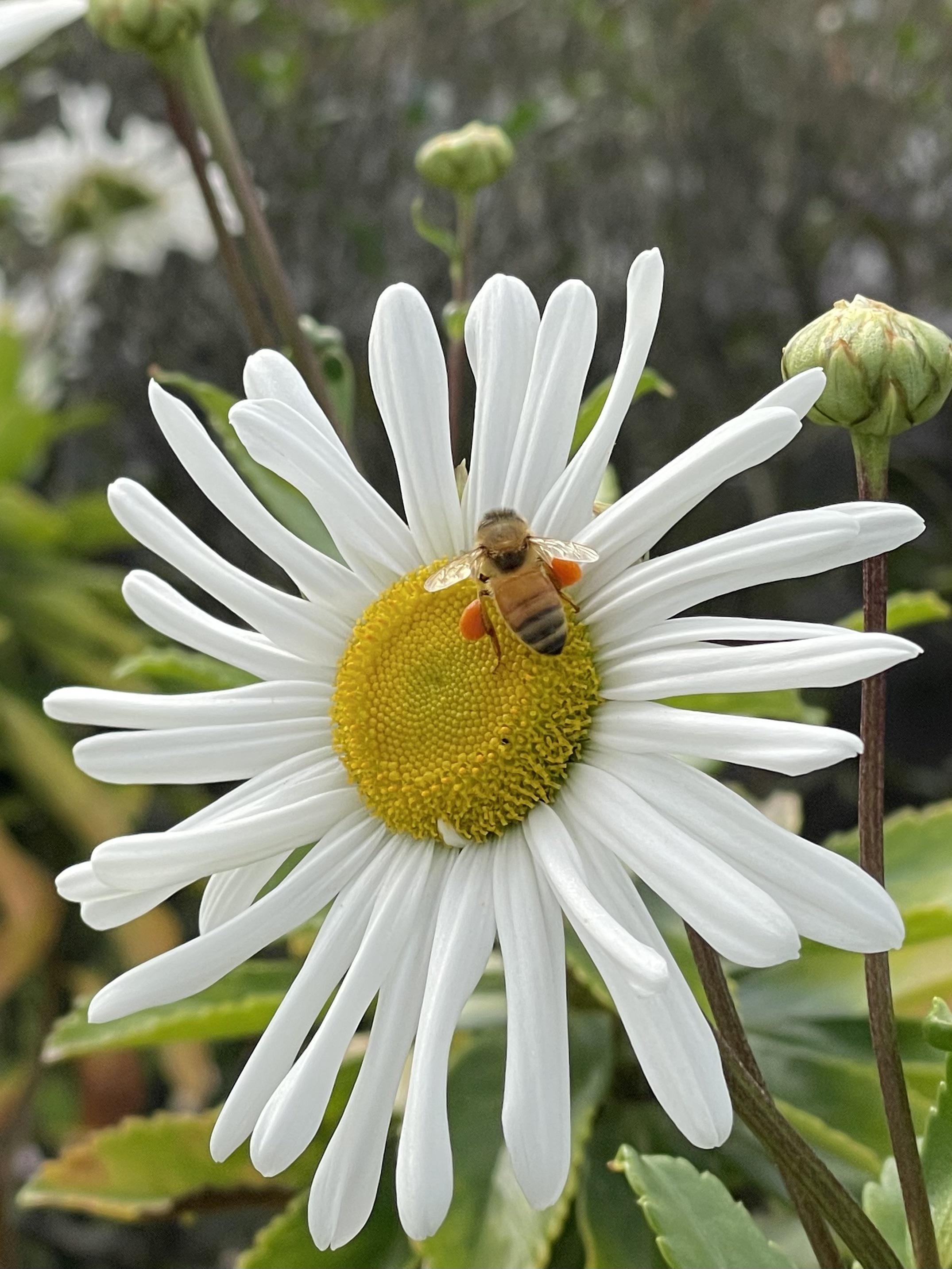 Can anyone tell what are those oranges sacks on the bees legs? r/bees