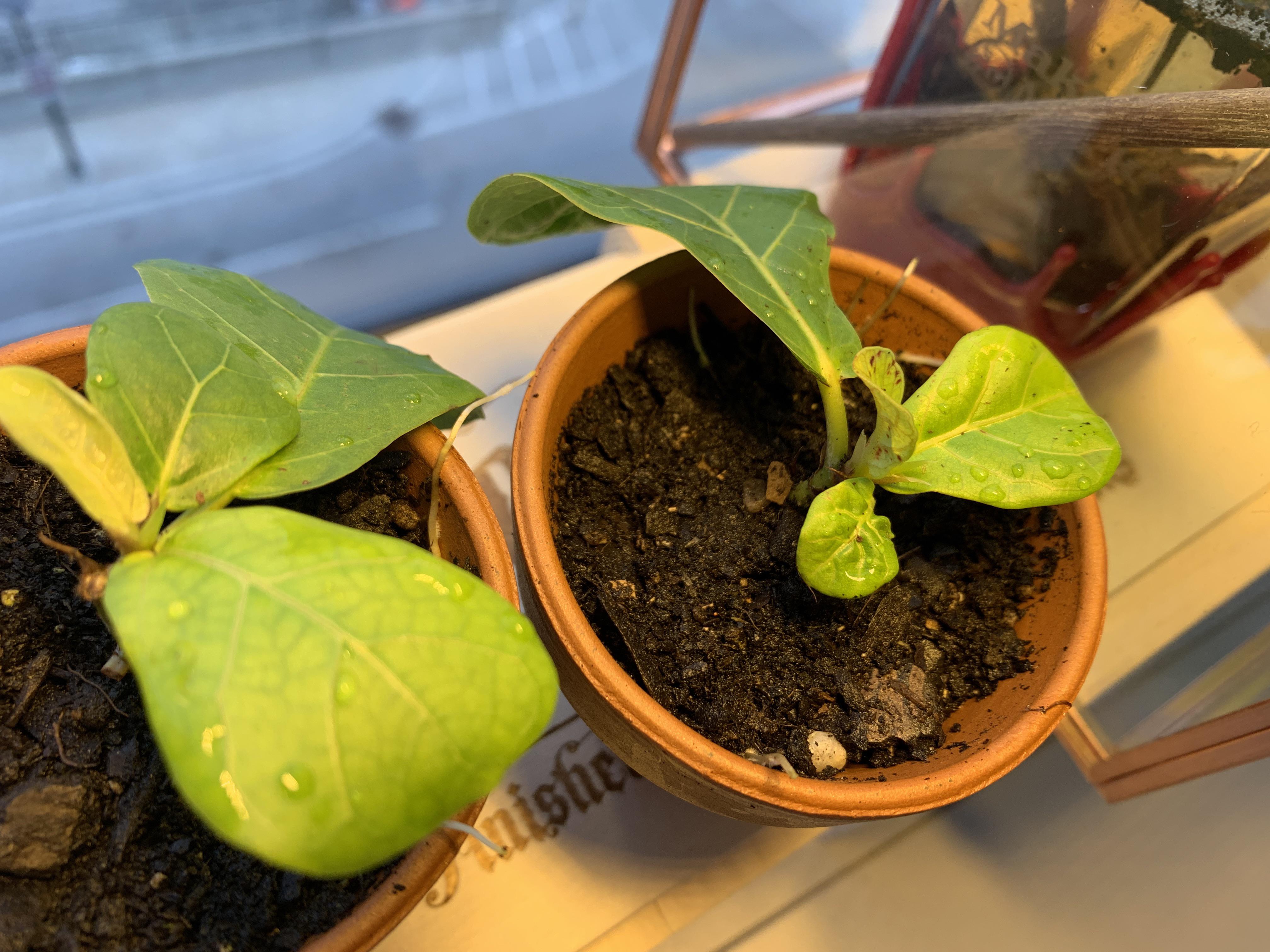 Ficus lyrata cuttings transferred from water to soil 7 days ago, roots