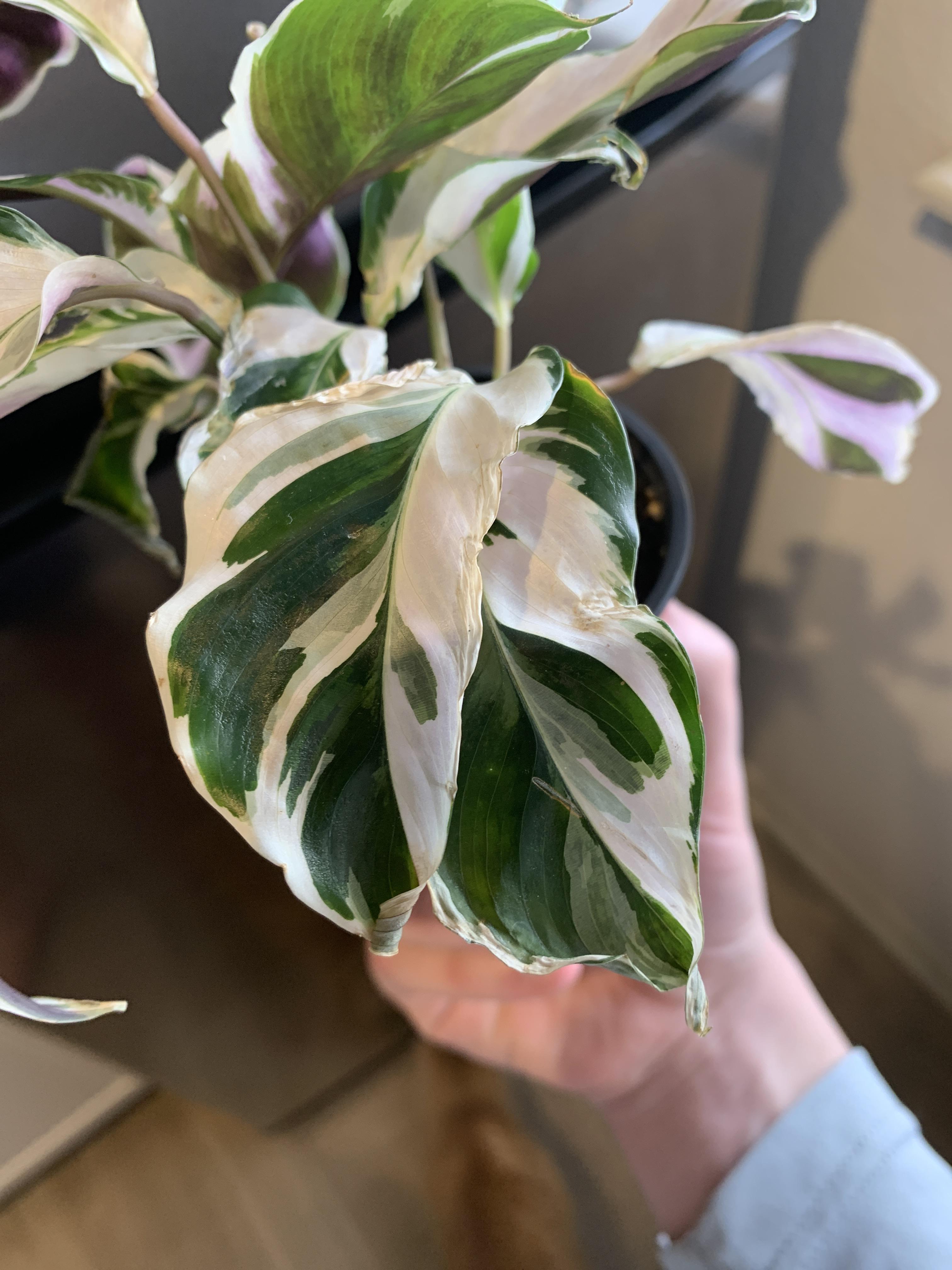 Calathea white fusion crispy and curled leaf tips please help me