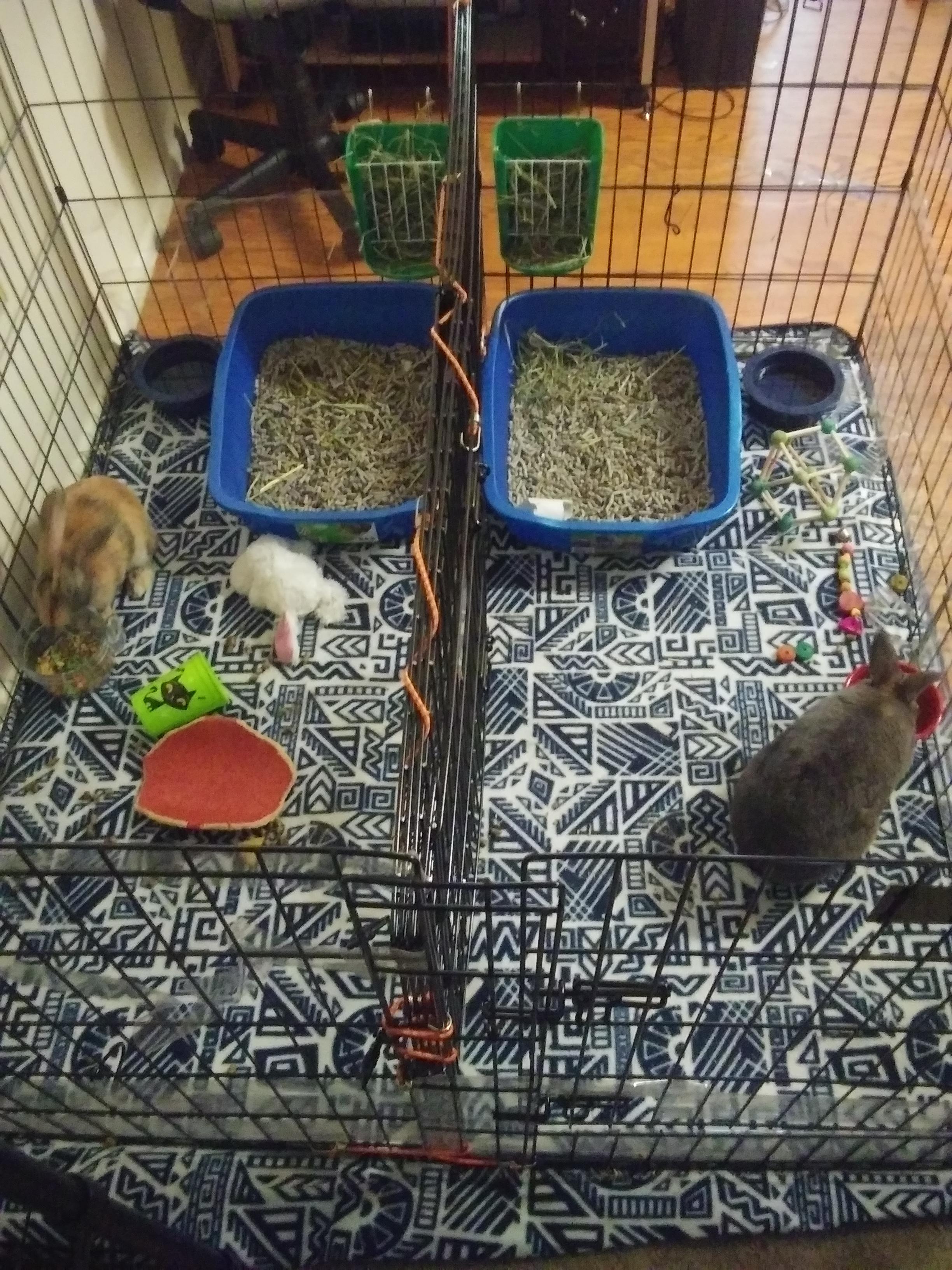 Do spayed rabbits still mark? r/Rabbits