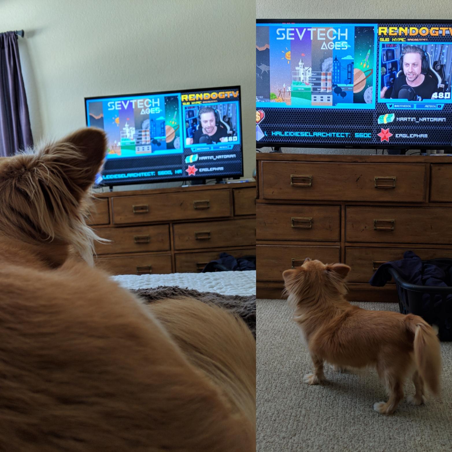 My dog doesn't usually watch TV, but she's down for some rendog on