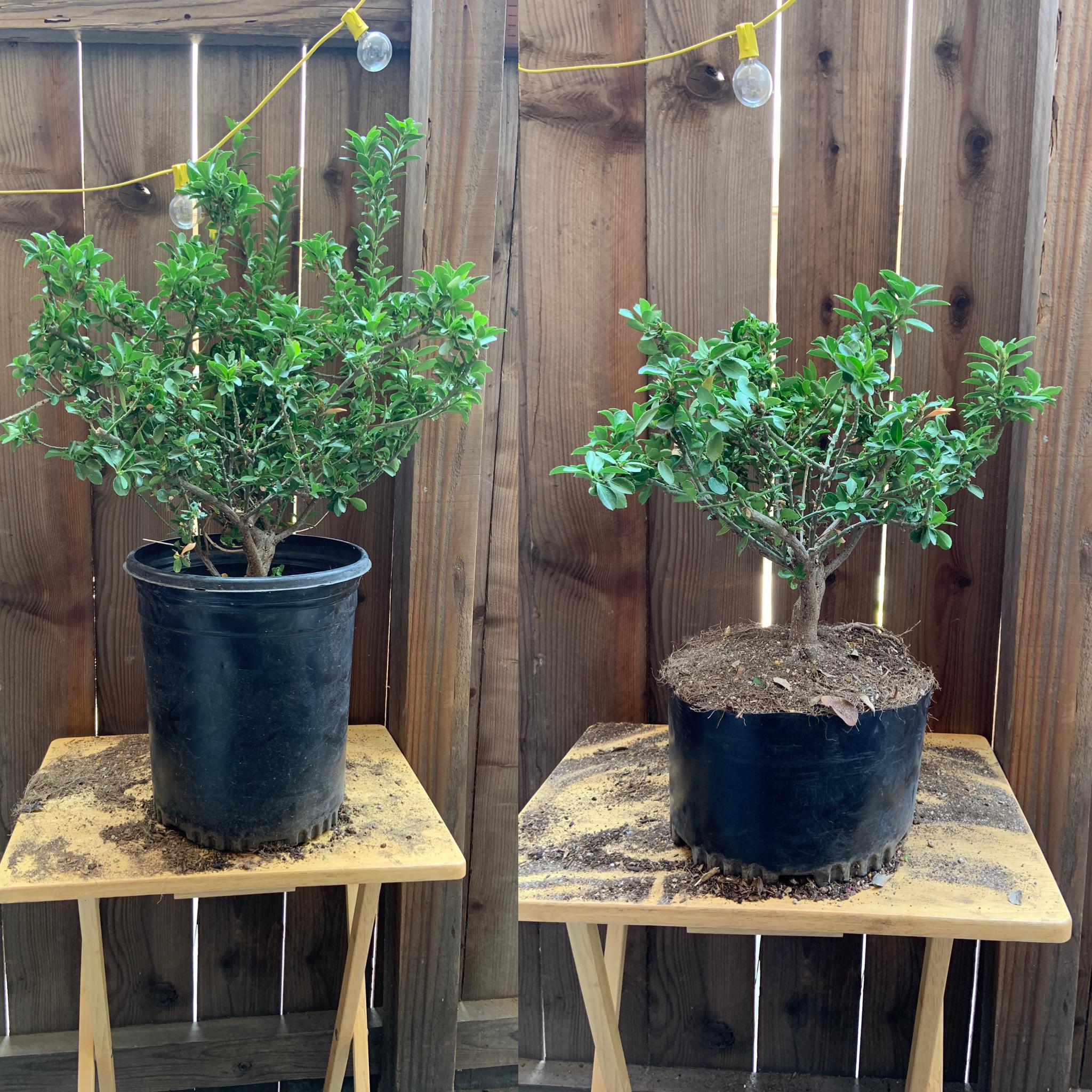 Before and after 20 plant from Home Depot r/BonsaiPorn