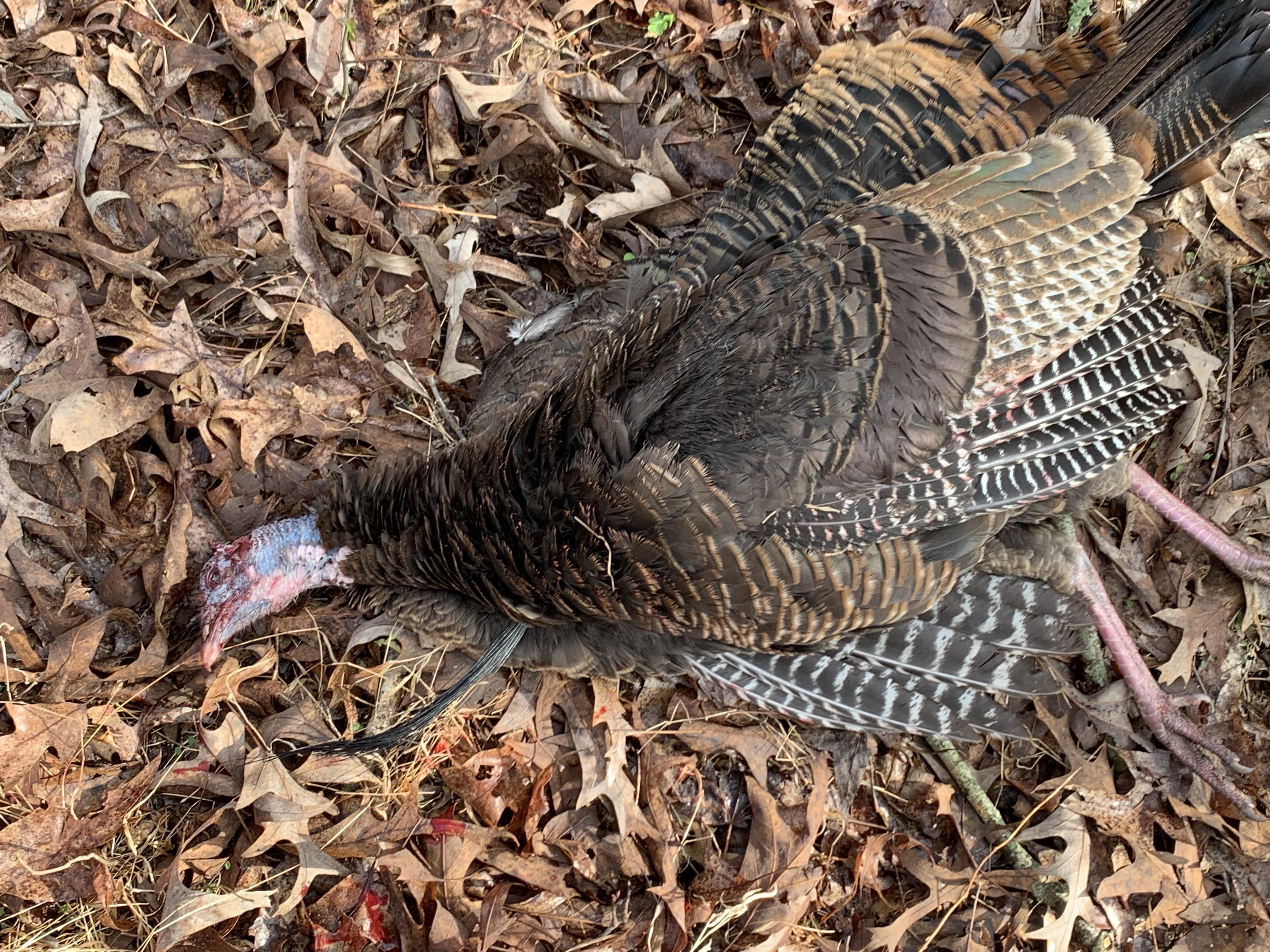 Shot a bearded hen, not sure how to feel about that and should I mount