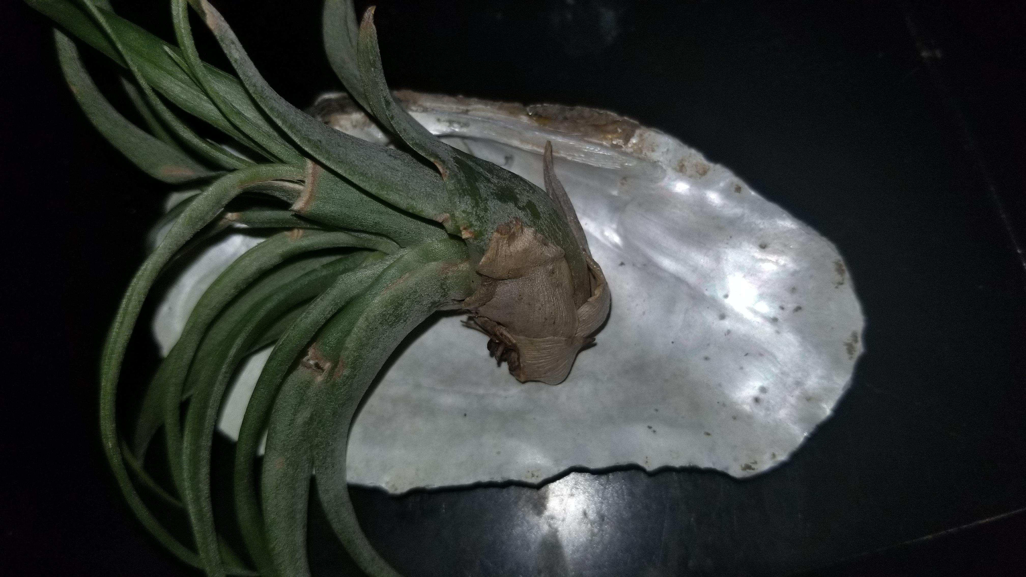 The end of my air plant has been dry and brown ever since I got it and