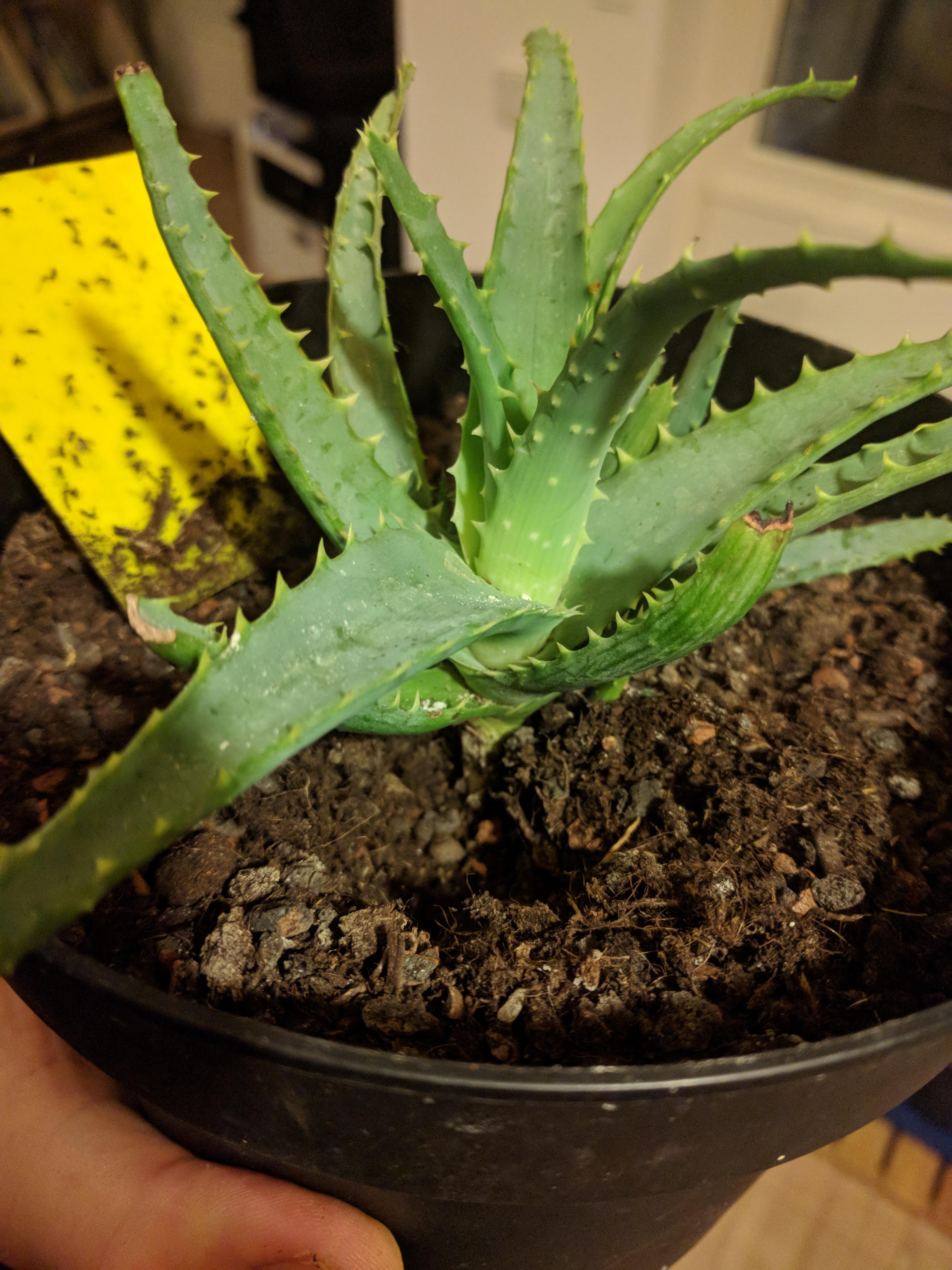Need help my Aloe Vera has small holes in the soil and they are coming