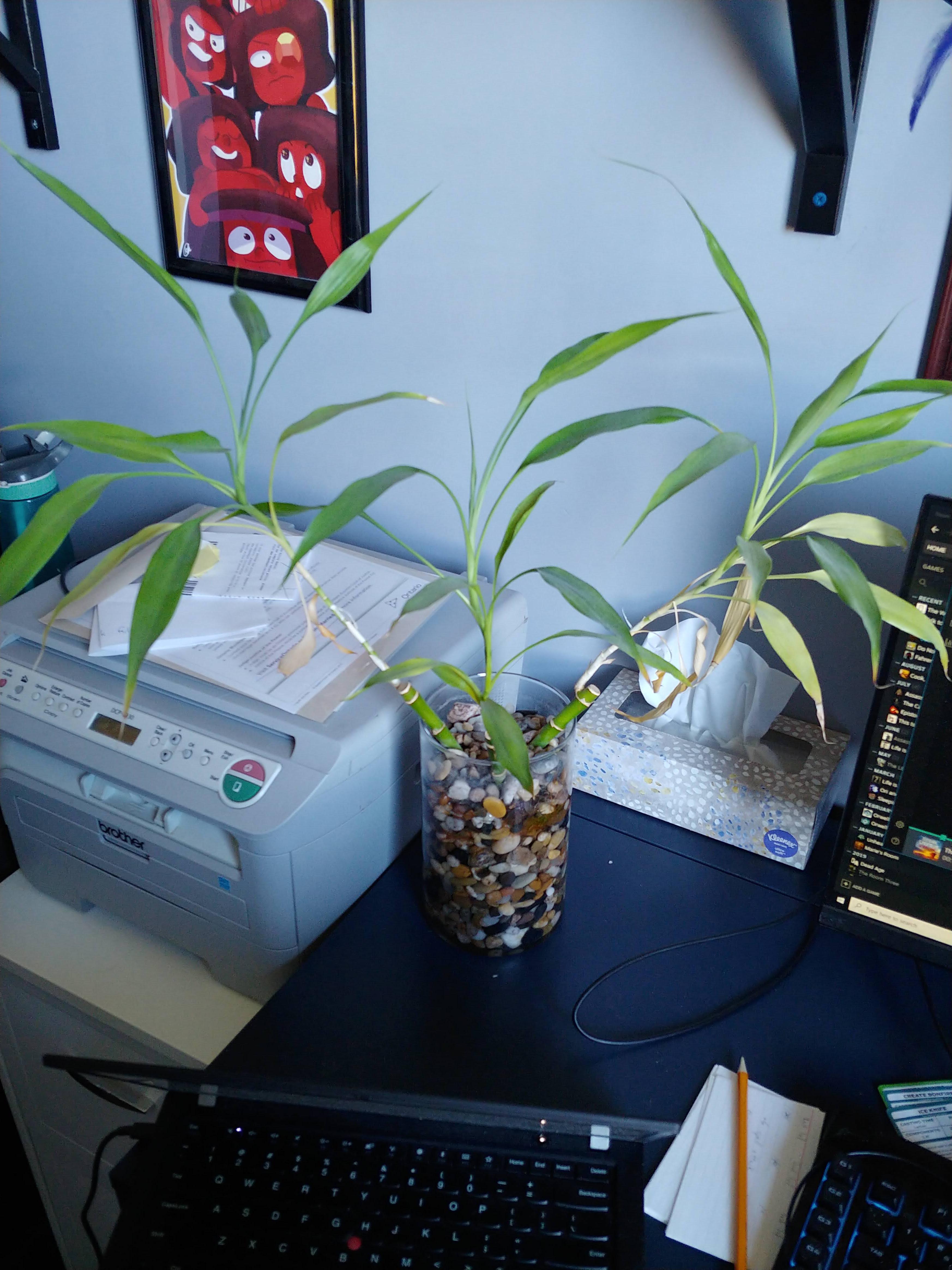 Lucky Bamboo leaves yellowing and curling is it dying? r/plantclinic