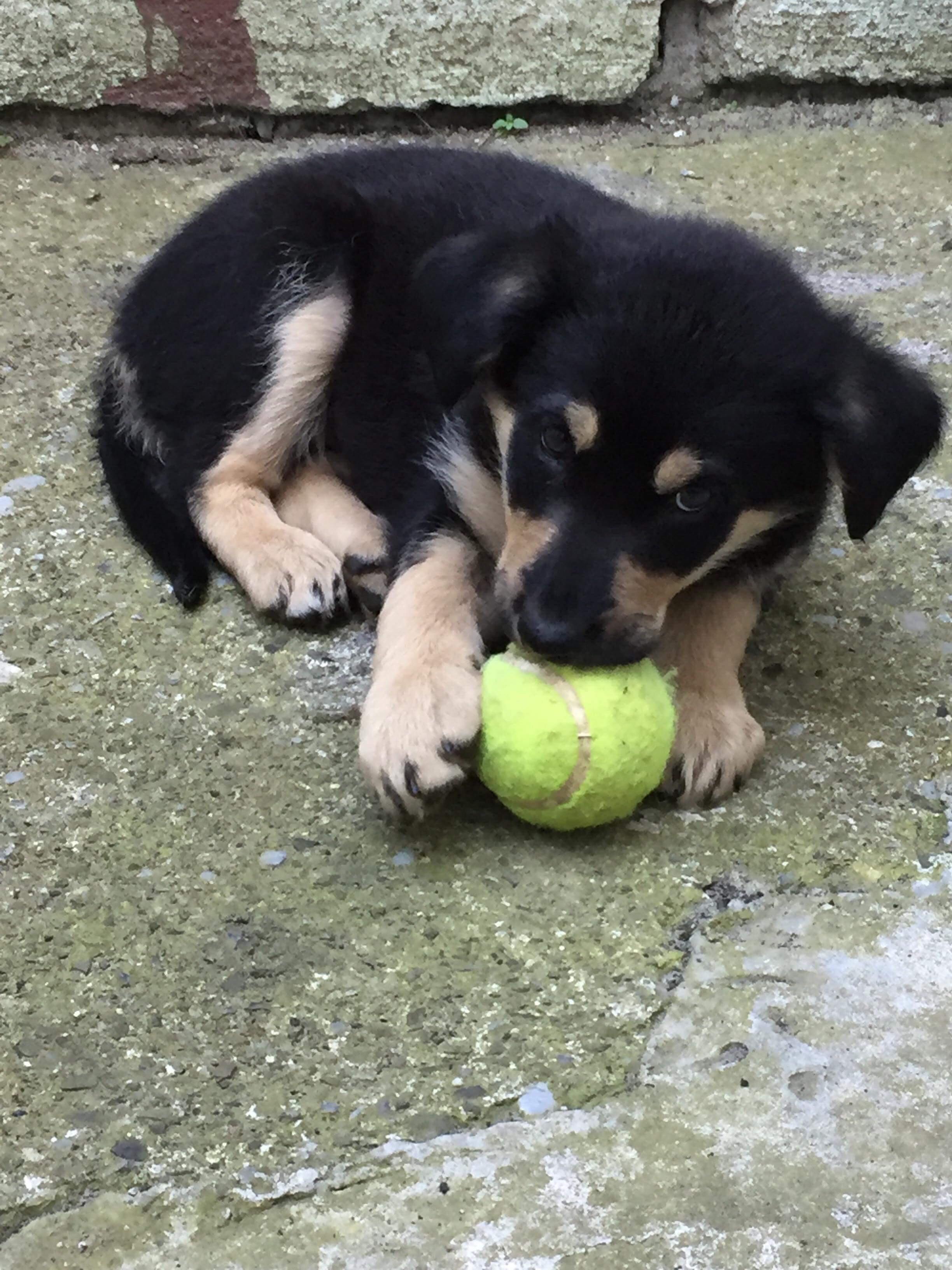 Chocolate Lab German Shepherd Husky Mix