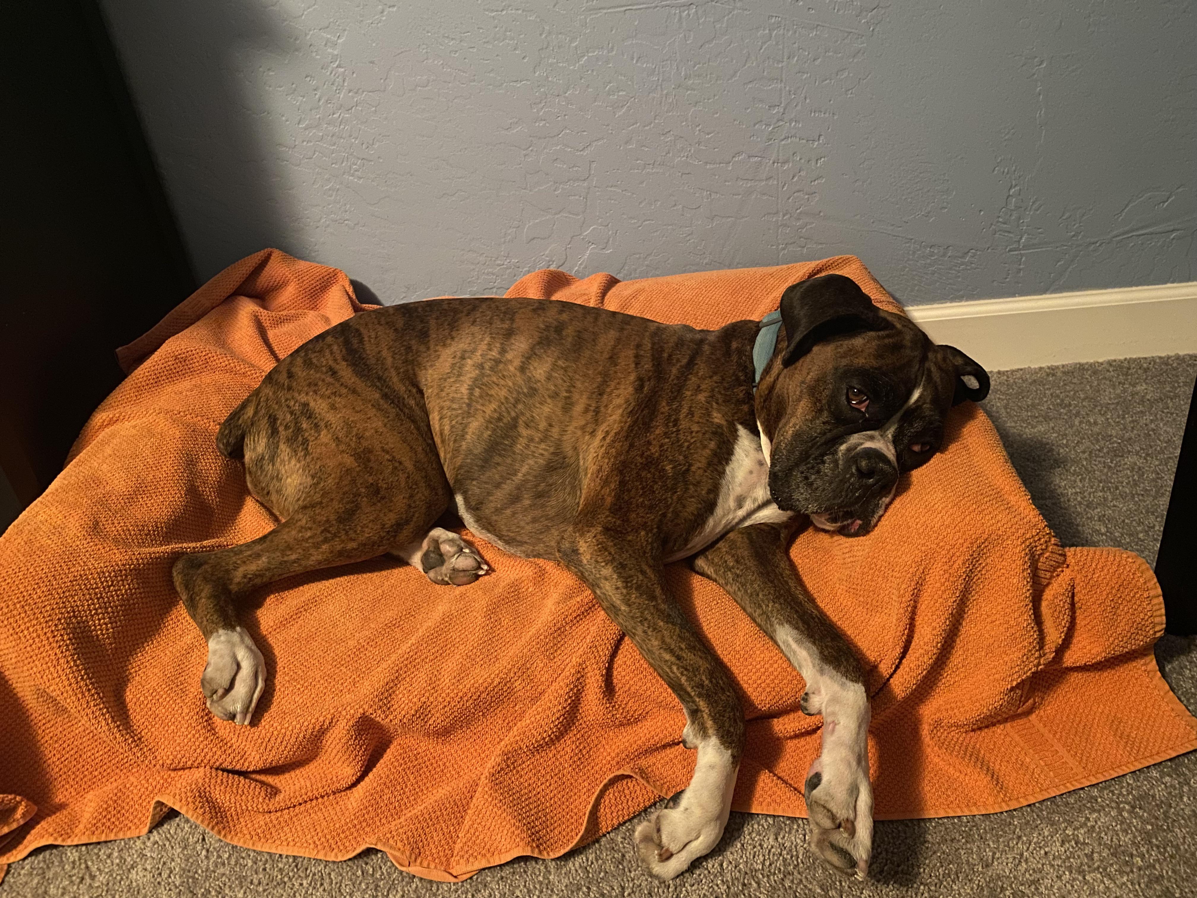 Went in for a “routine dental,” and left with a diagnosis of two dentrigerous cysts and a follow