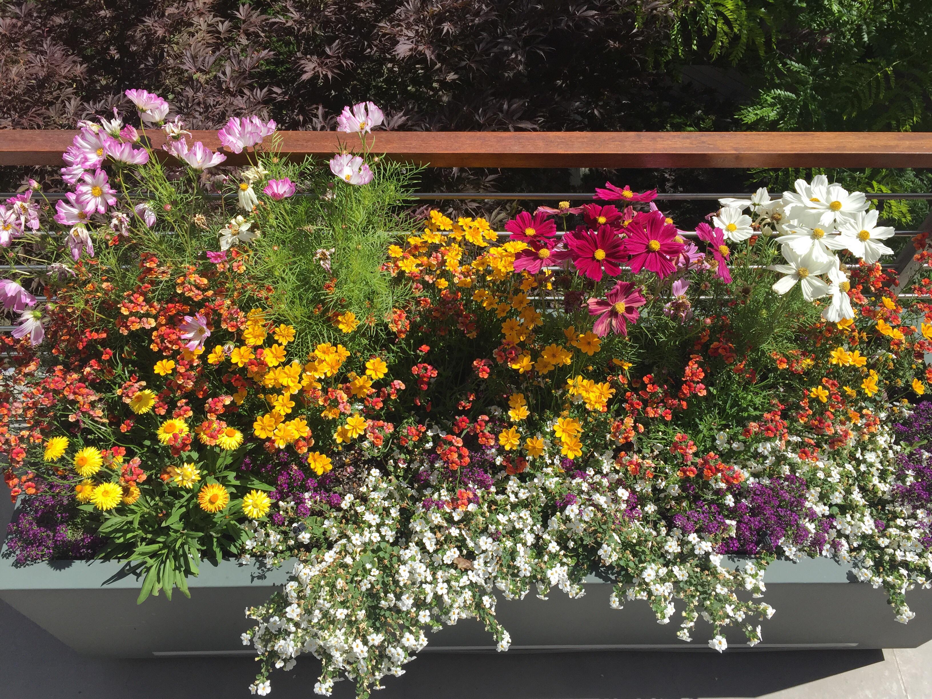 My Summer planter boxes flowers